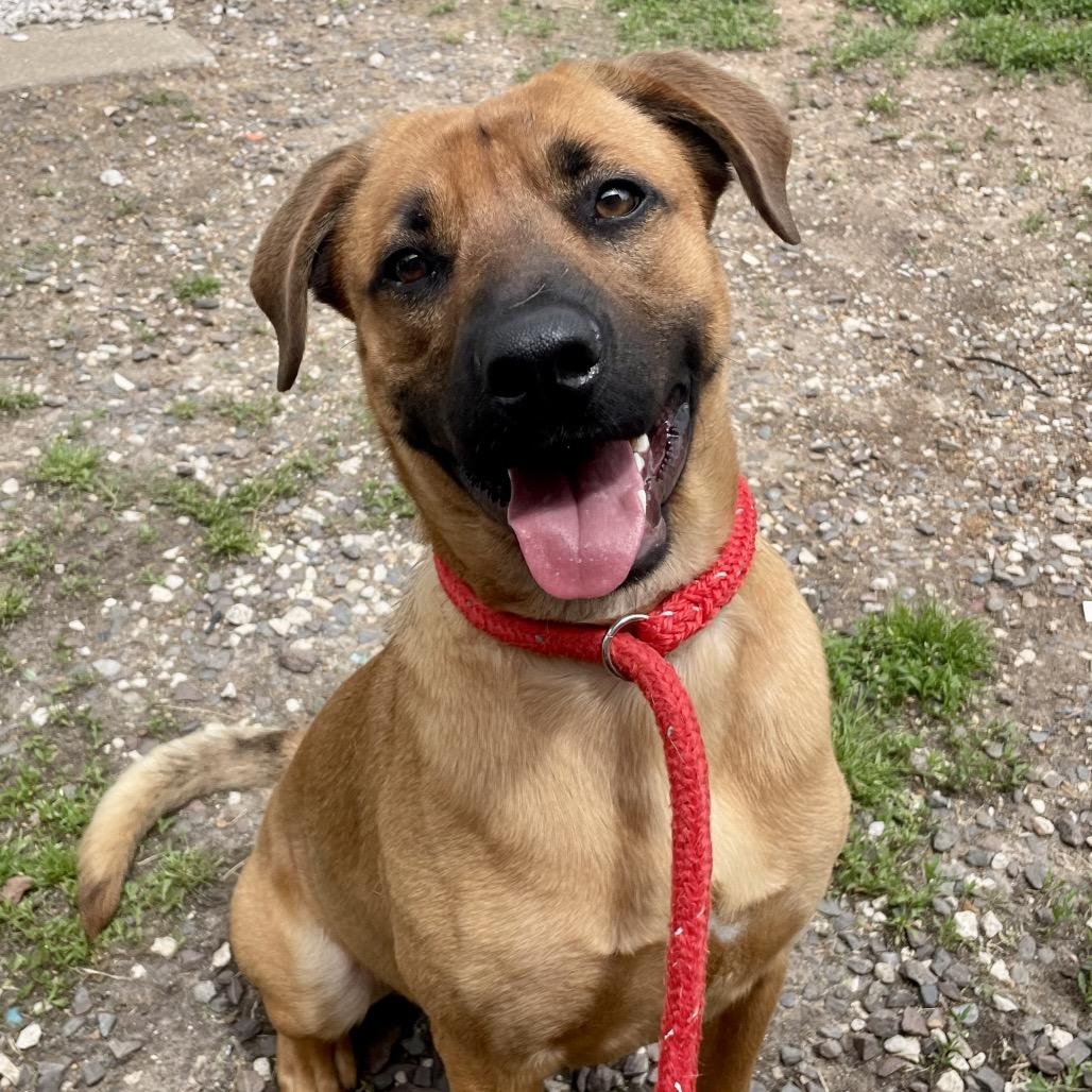 Enlarge Blue, a Adoptable mixed breed in Springfield, MO image 1/6