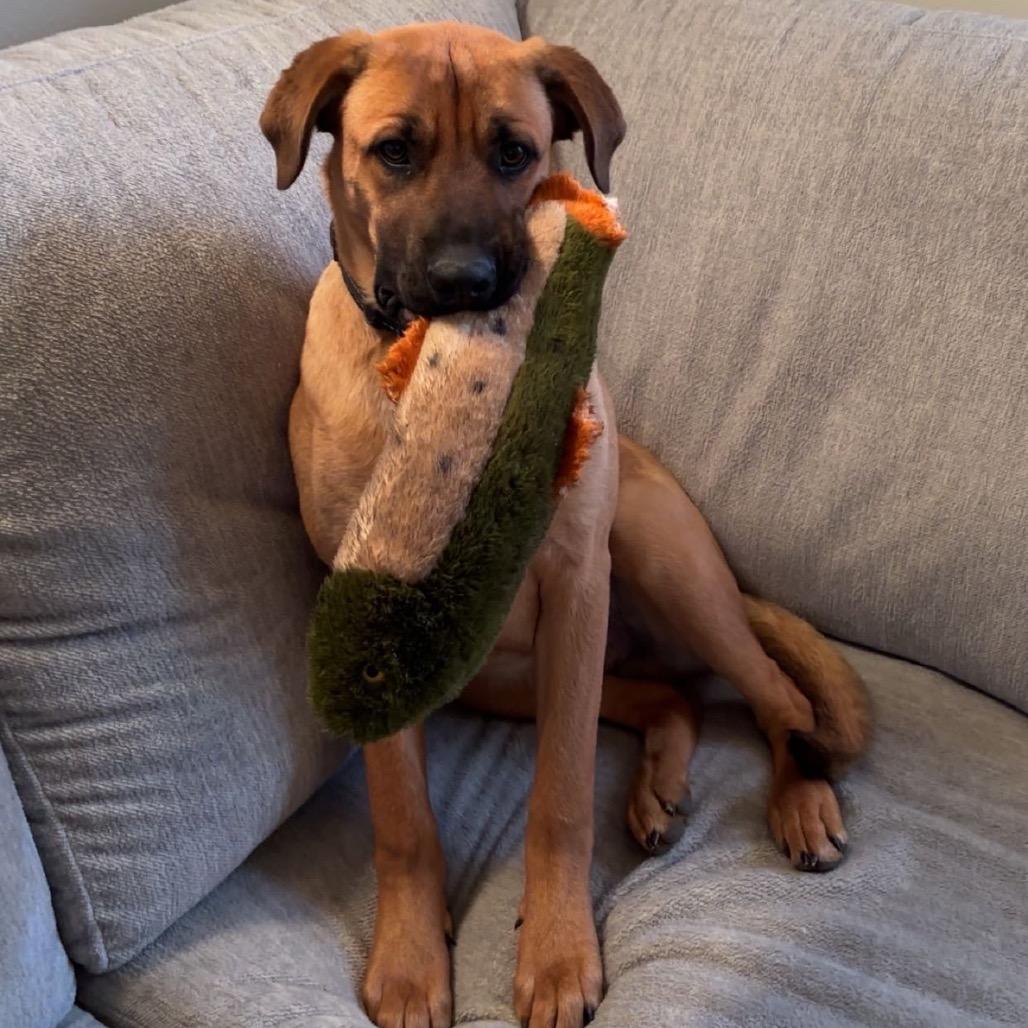 Enlarge Blue, a Adoptable mixed breed in Springfield, MO image 3/6