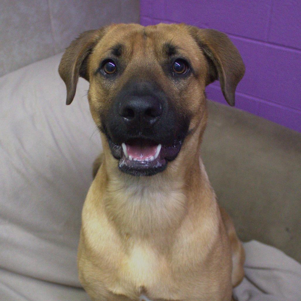 Enlarge Blue, a Adoptable mixed breed in Springfield, MO image 5/6