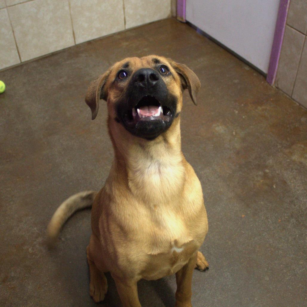Enlarge Blue, a Adoptable mixed breed in Springfield, MO image 6/6