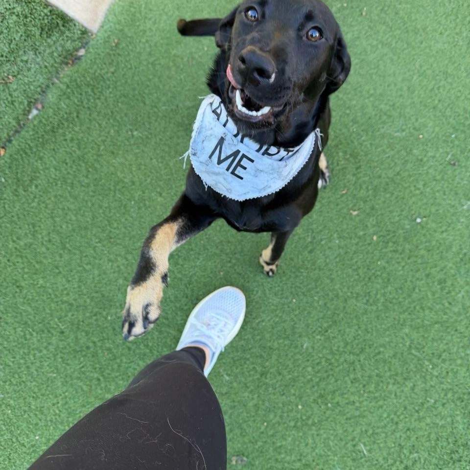 Camden, Adoptable, Young Female Labrador Retriever.