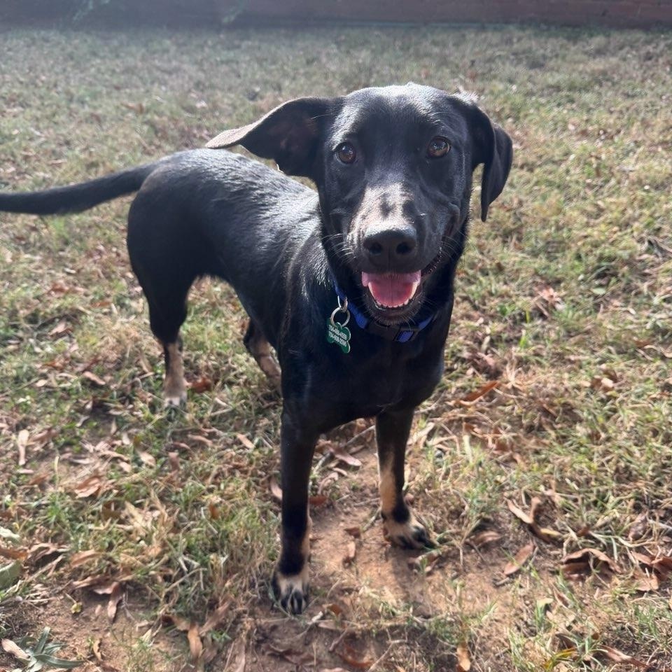 Enlarge Camden, an adopted mixed breed in Charlotte, NC image 1/3