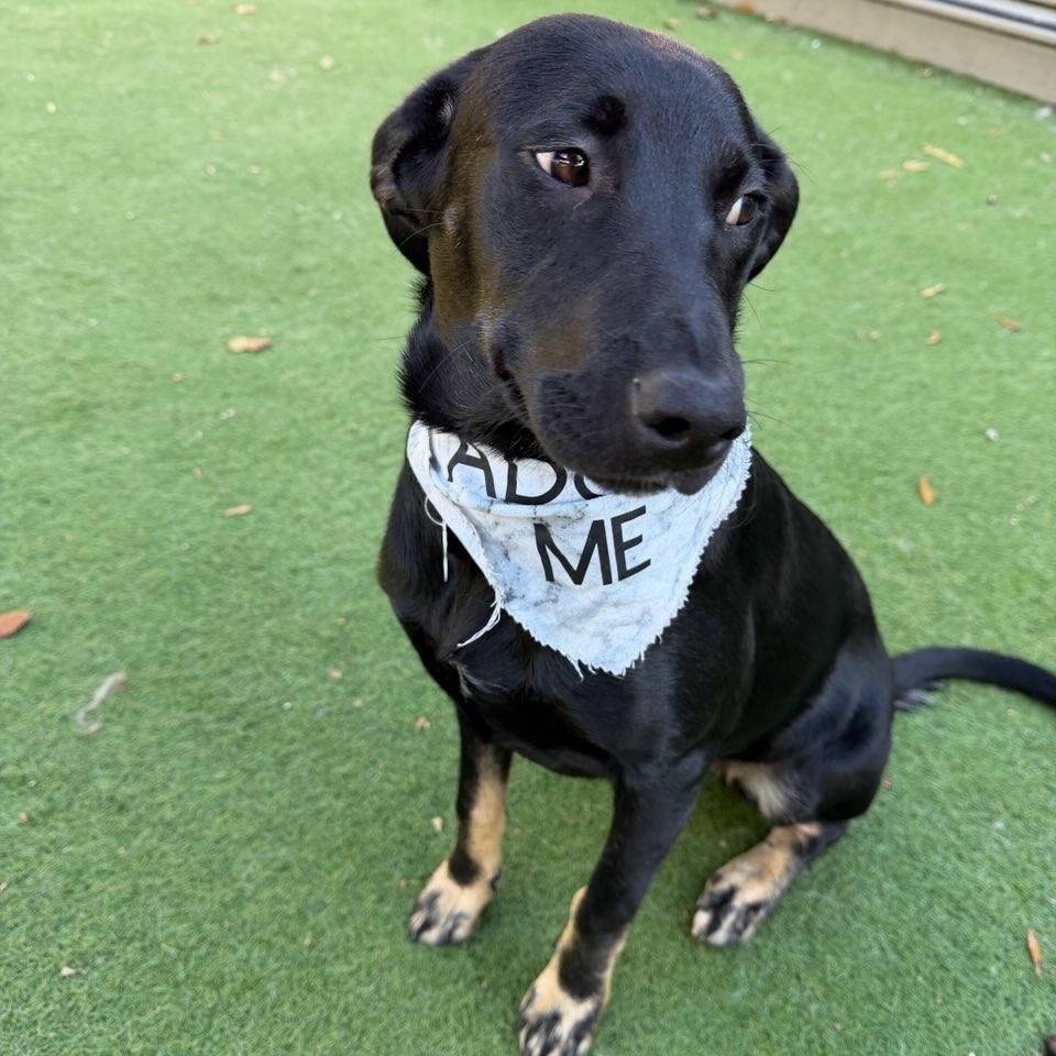 Enlarge Camden, an adopted mixed breed in Charlotte, NC image 3/3