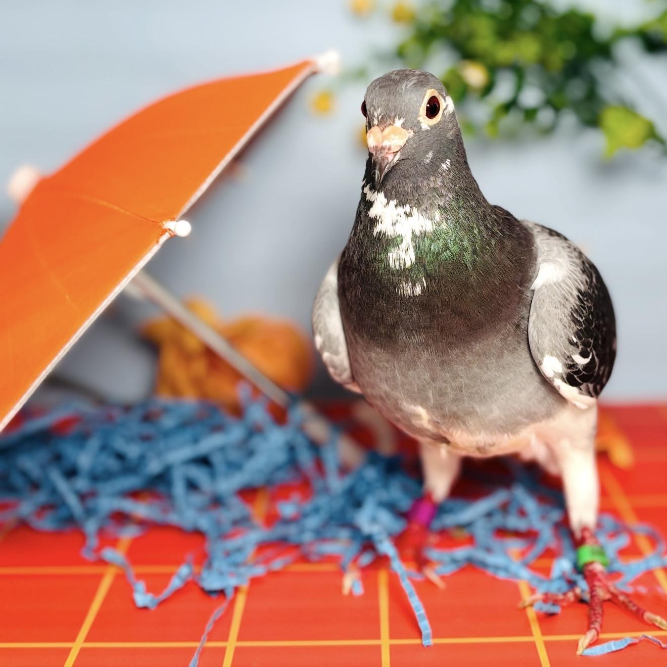 Enlarge Noodle, a Adopted Pigeon in Chicago, IL image 6/6
