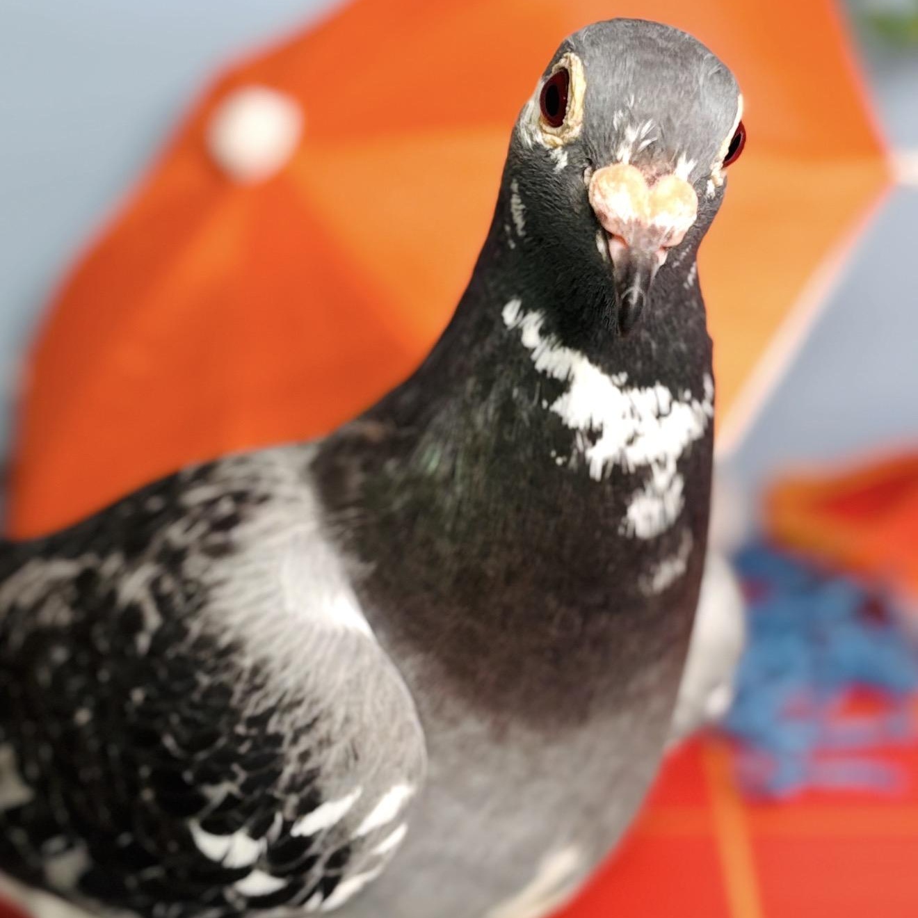 Noodle, Adopted, Adult Unknown Pigeon.