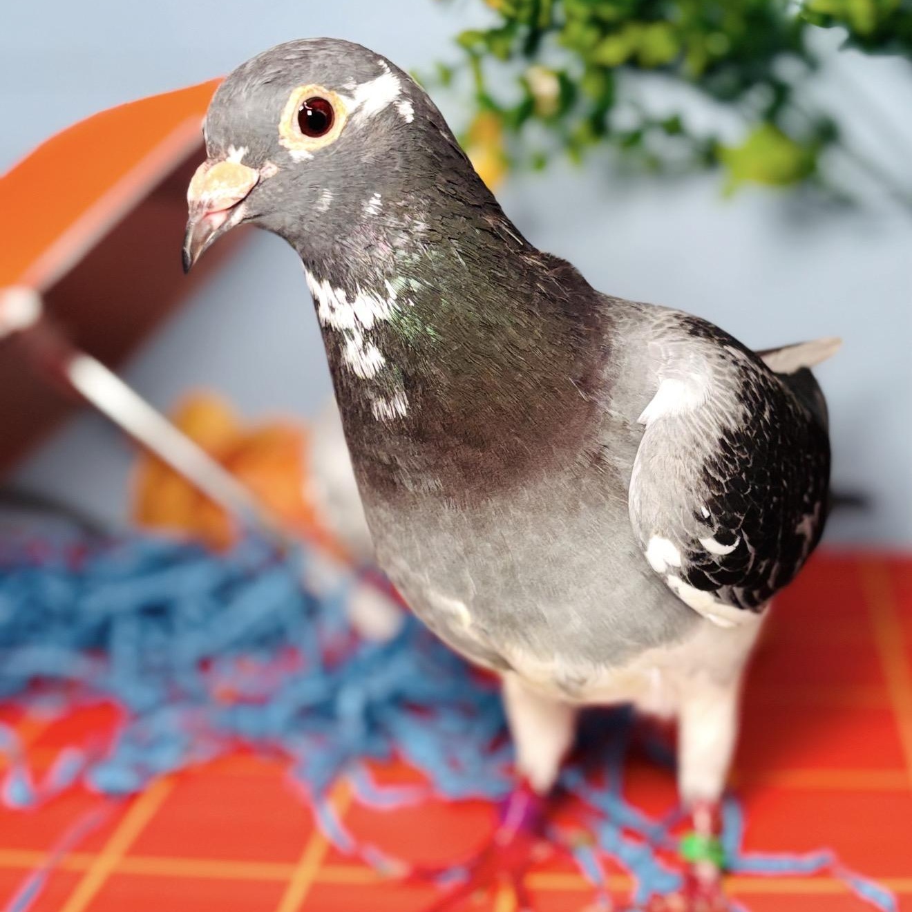 Enlarge Noodle, a Adopted Pigeon in Chicago, IL image 5/6