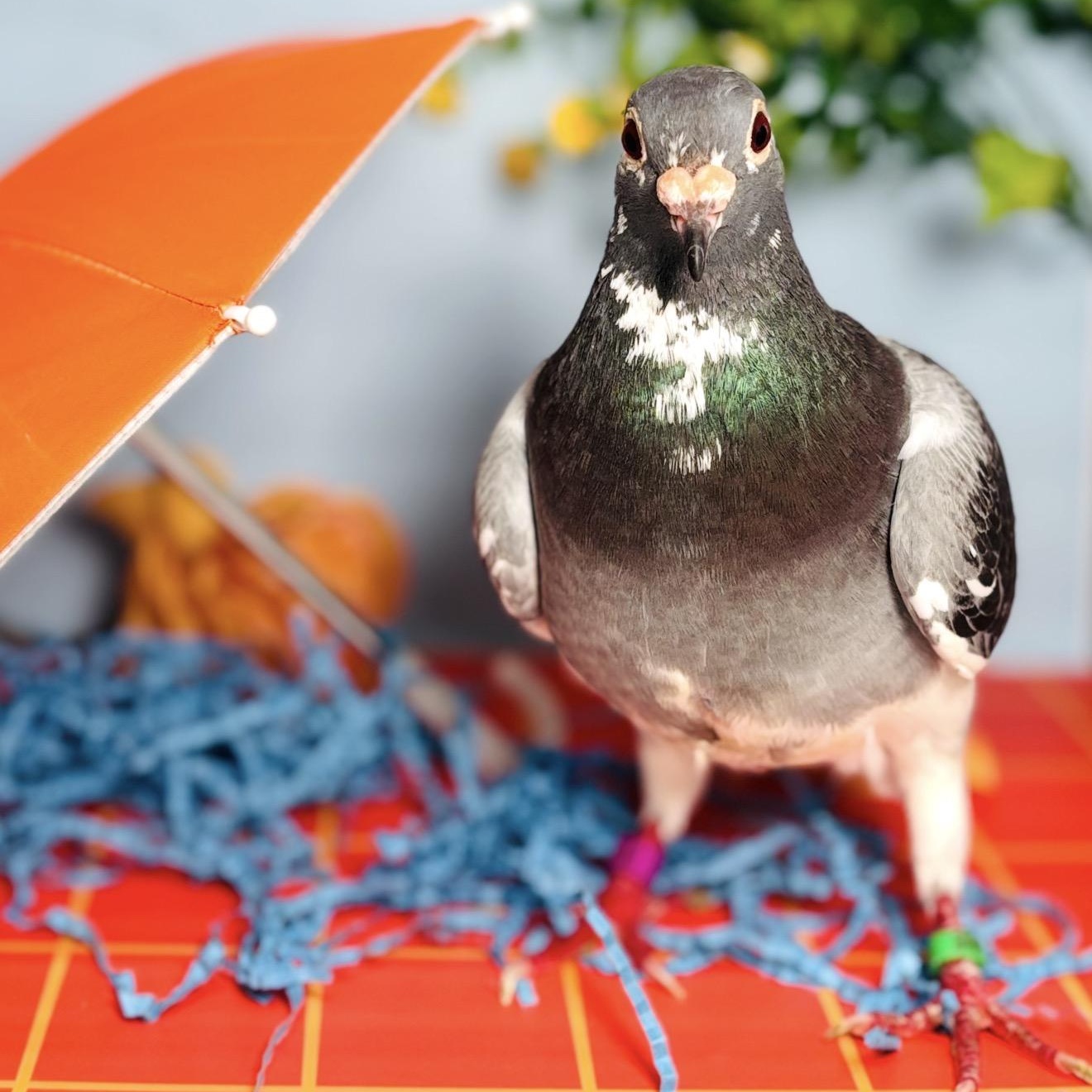 Enlarge Noodle, a Adopted Pigeon in Chicago, IL image 4/6