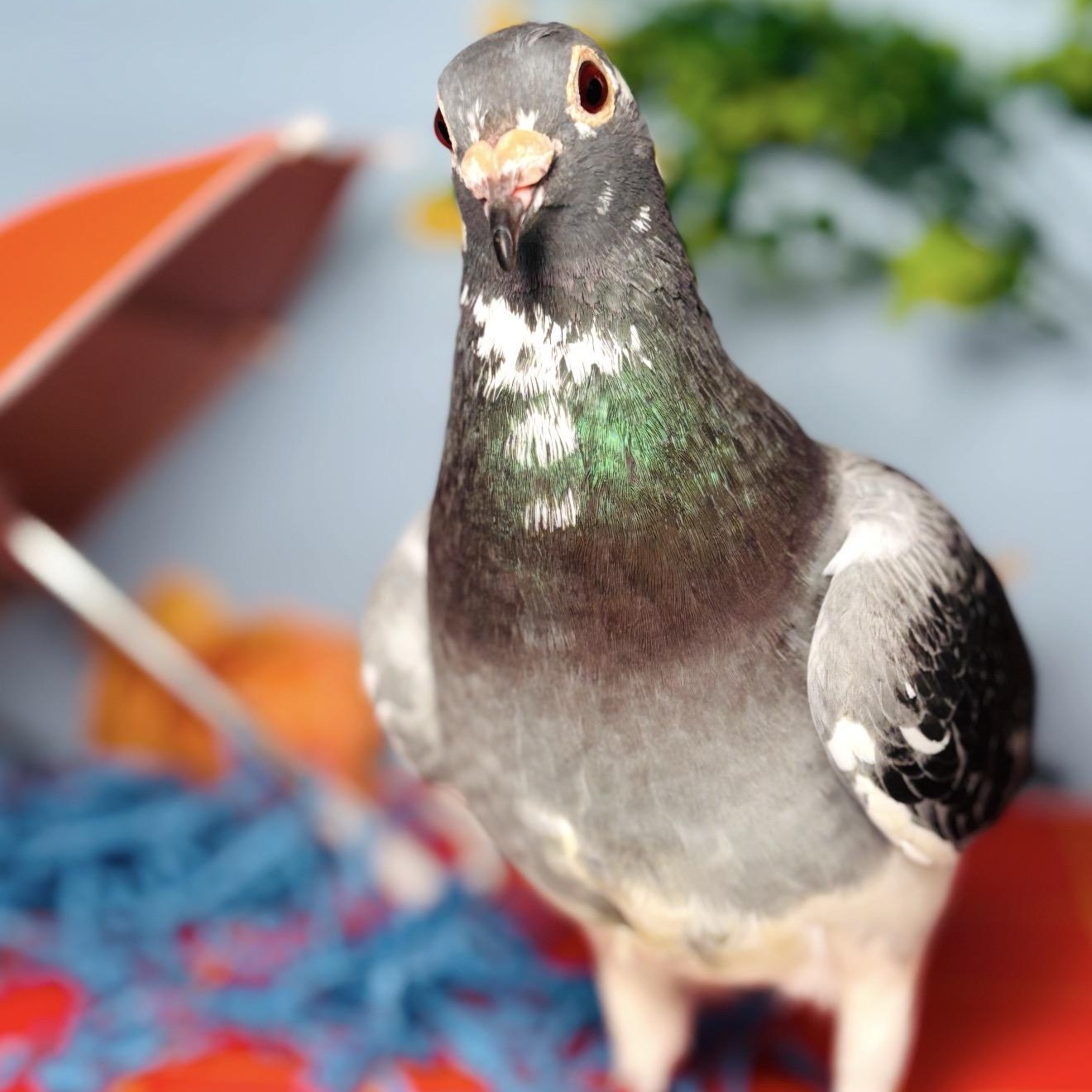 Enlarge Noodle, a Adopted Pigeon in Chicago, IL image 2/6
