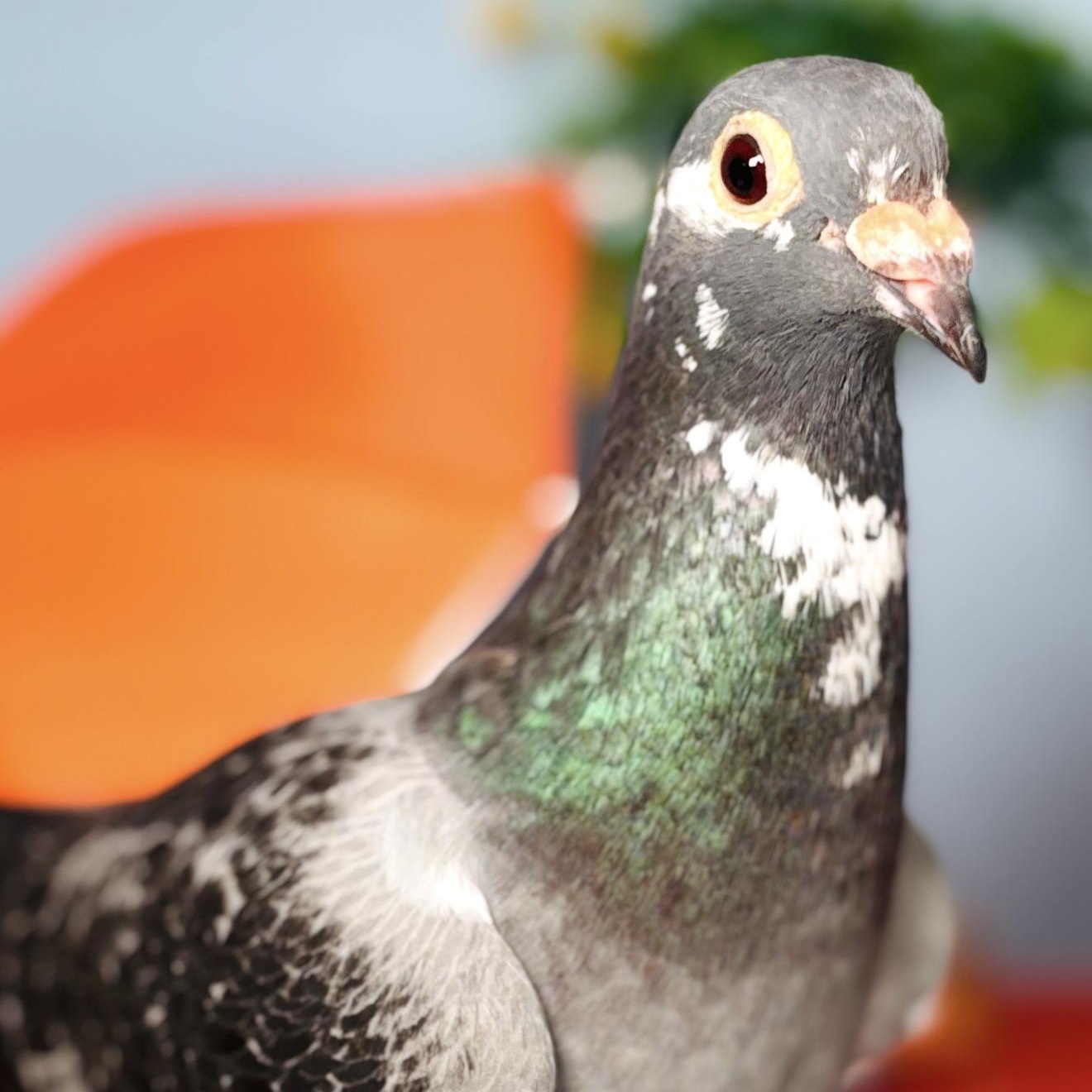 Enlarge Noodle, a Adopted Pigeon in Chicago, IL image 3/6