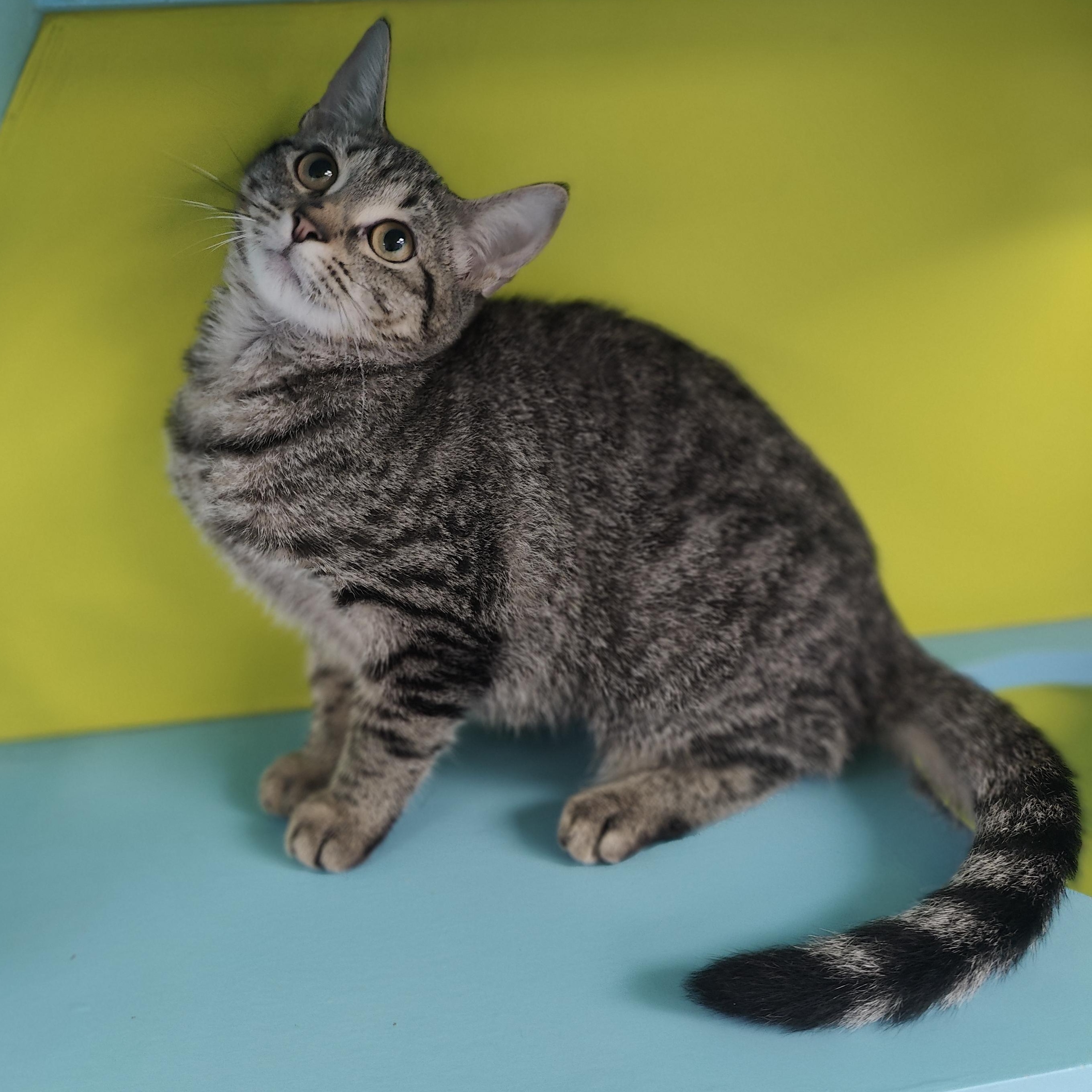 Lime, Adopted, Kitten Female Domestic Short Hair.