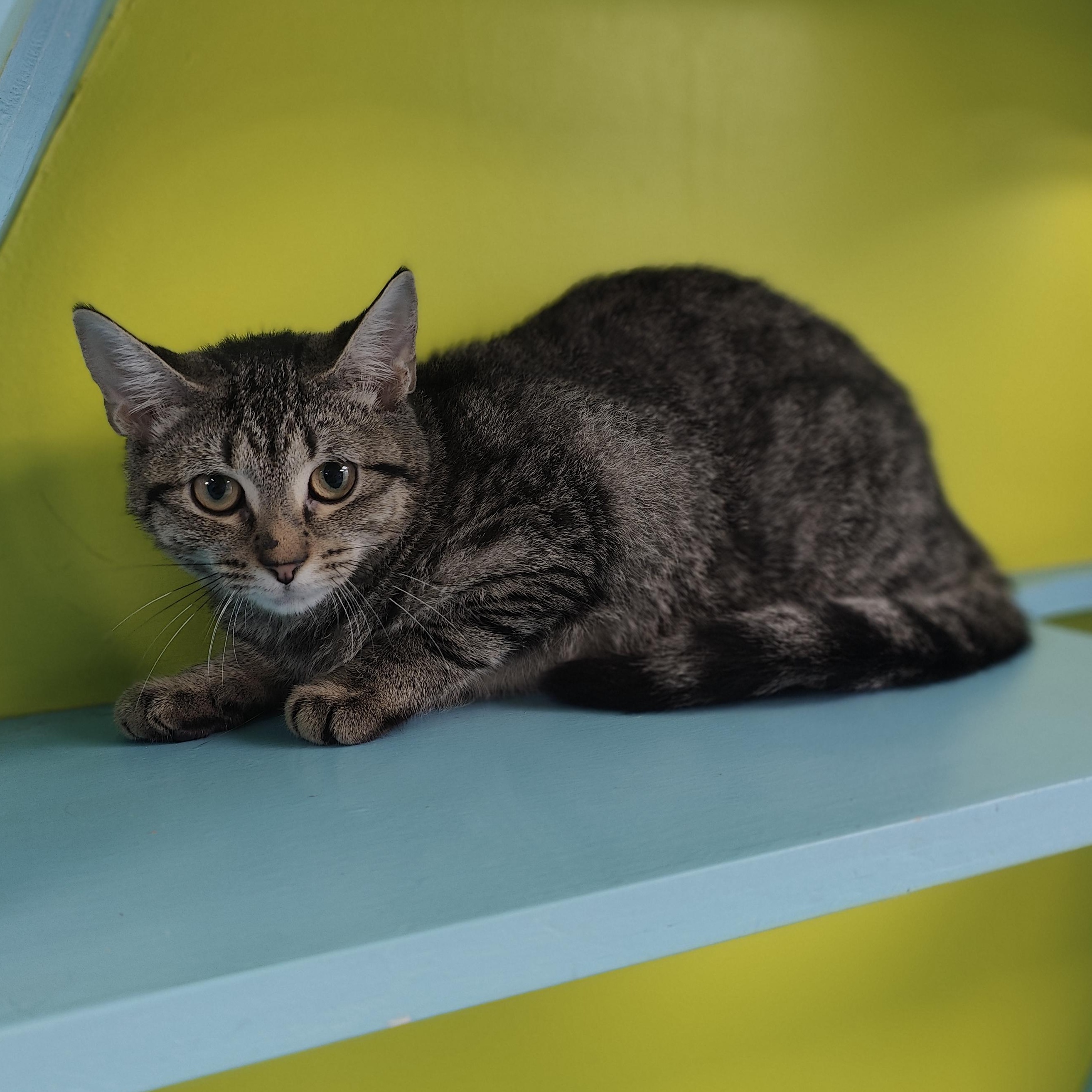 Enlarge Lime, a Adopted Domestic Short Hair in Jersey city, NJ image 2/2