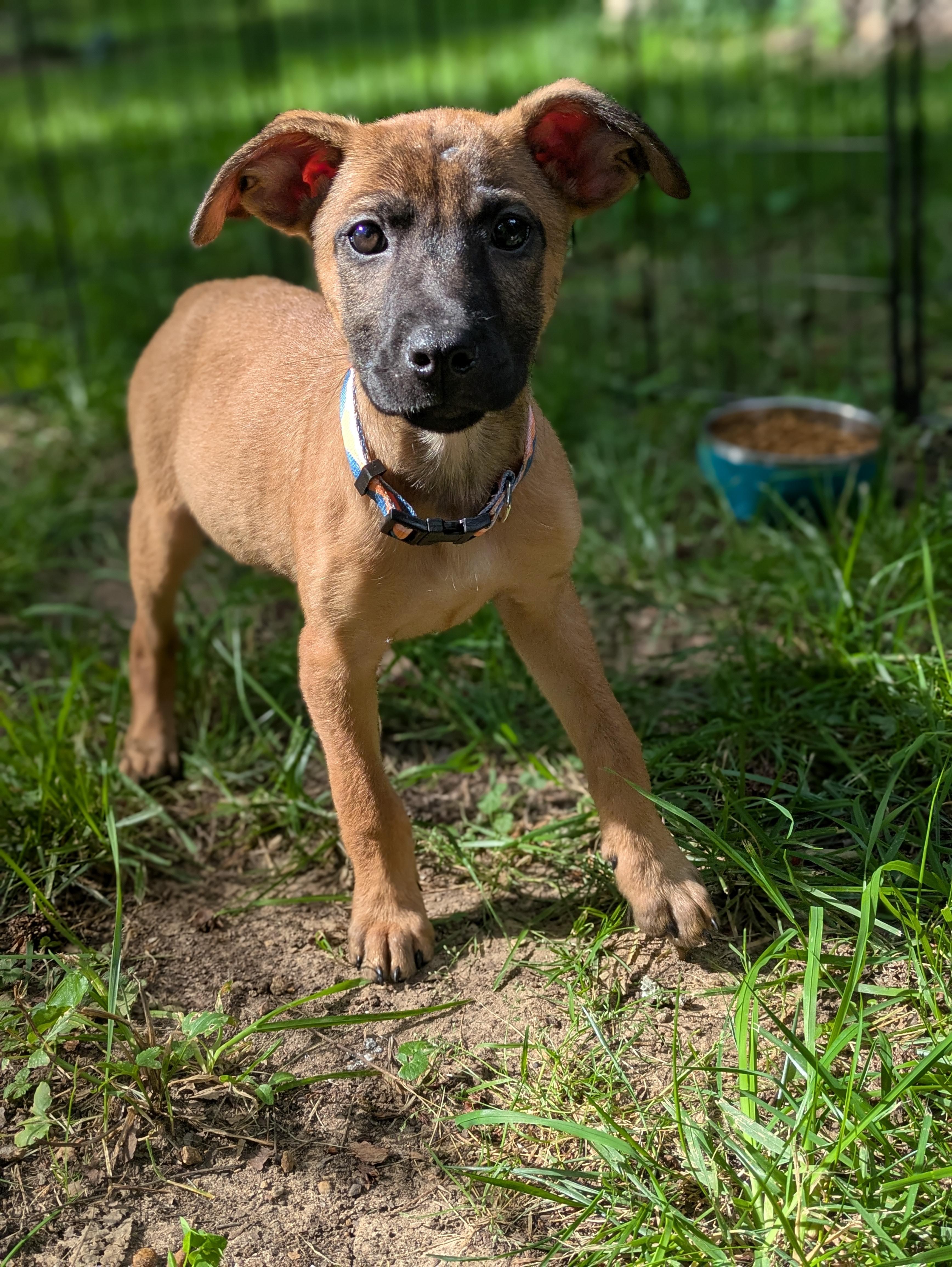Enlarge Wynona, an adopted Mixed Breed in Huntsville, AL image 1/4