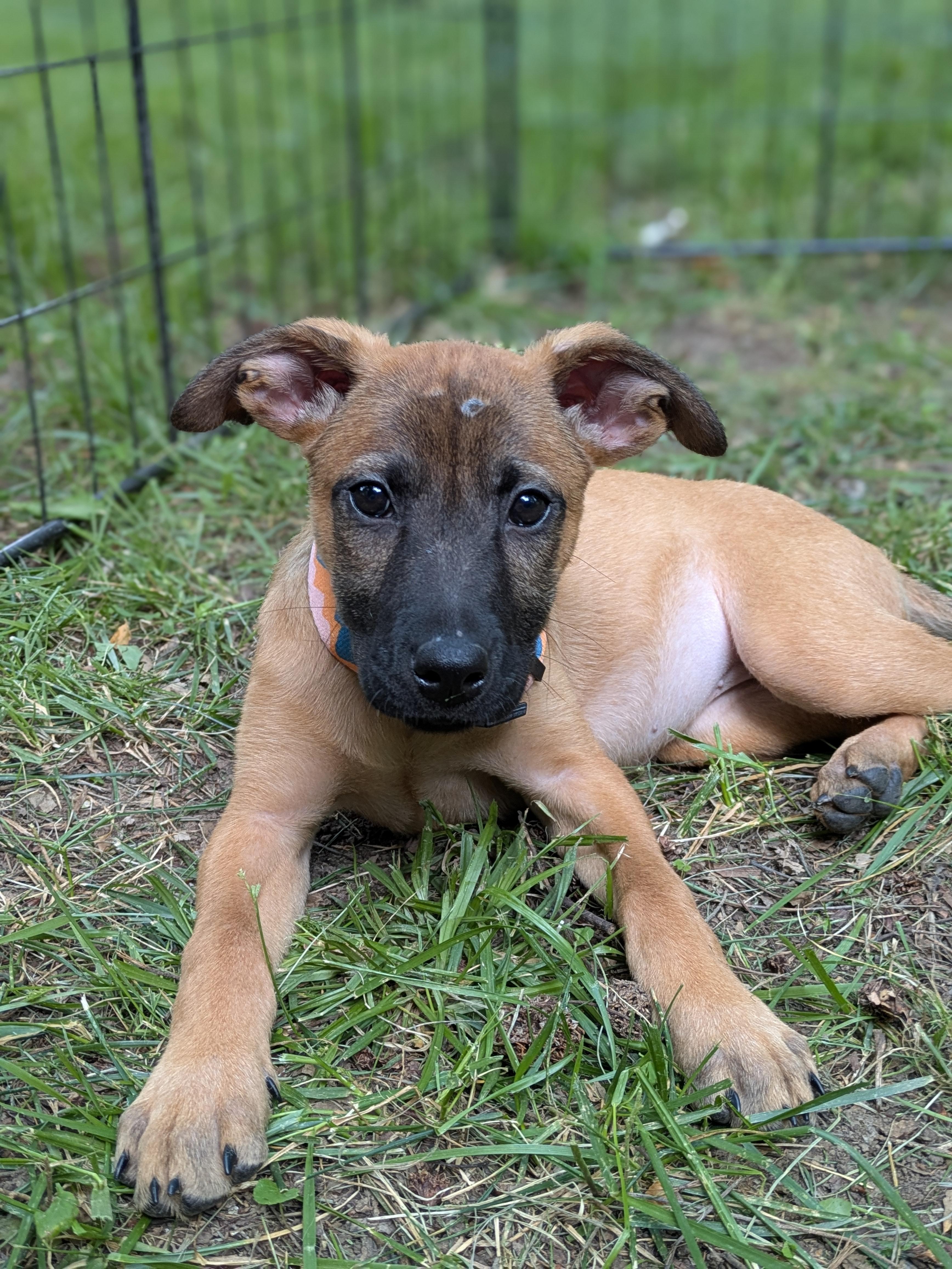 Enlarge Wynona, an adopted Mixed Breed in Huntsville, AL image 3/4