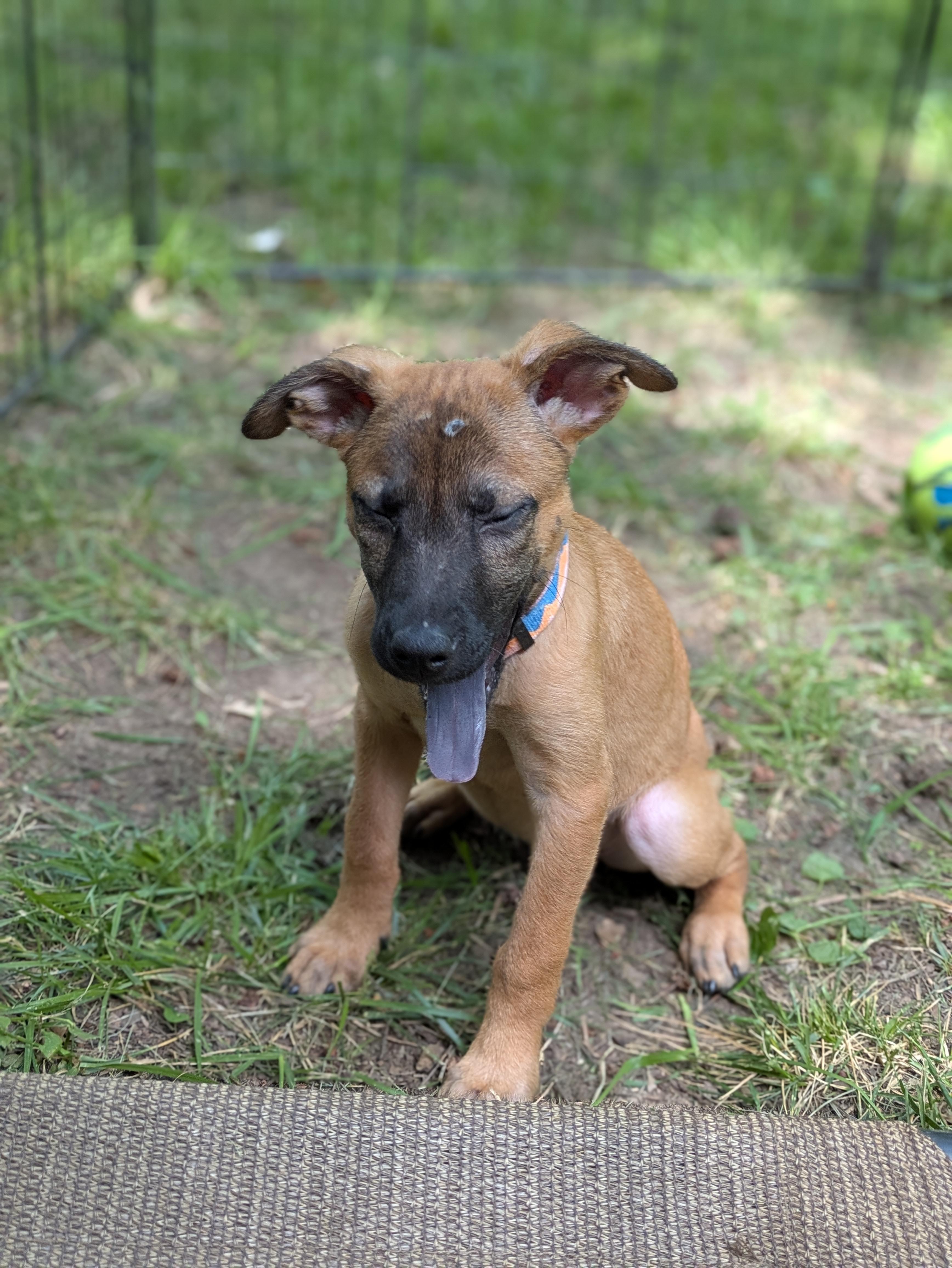 Enlarge Wynona, an adopted Mixed Breed in Huntsville, AL image 4/4