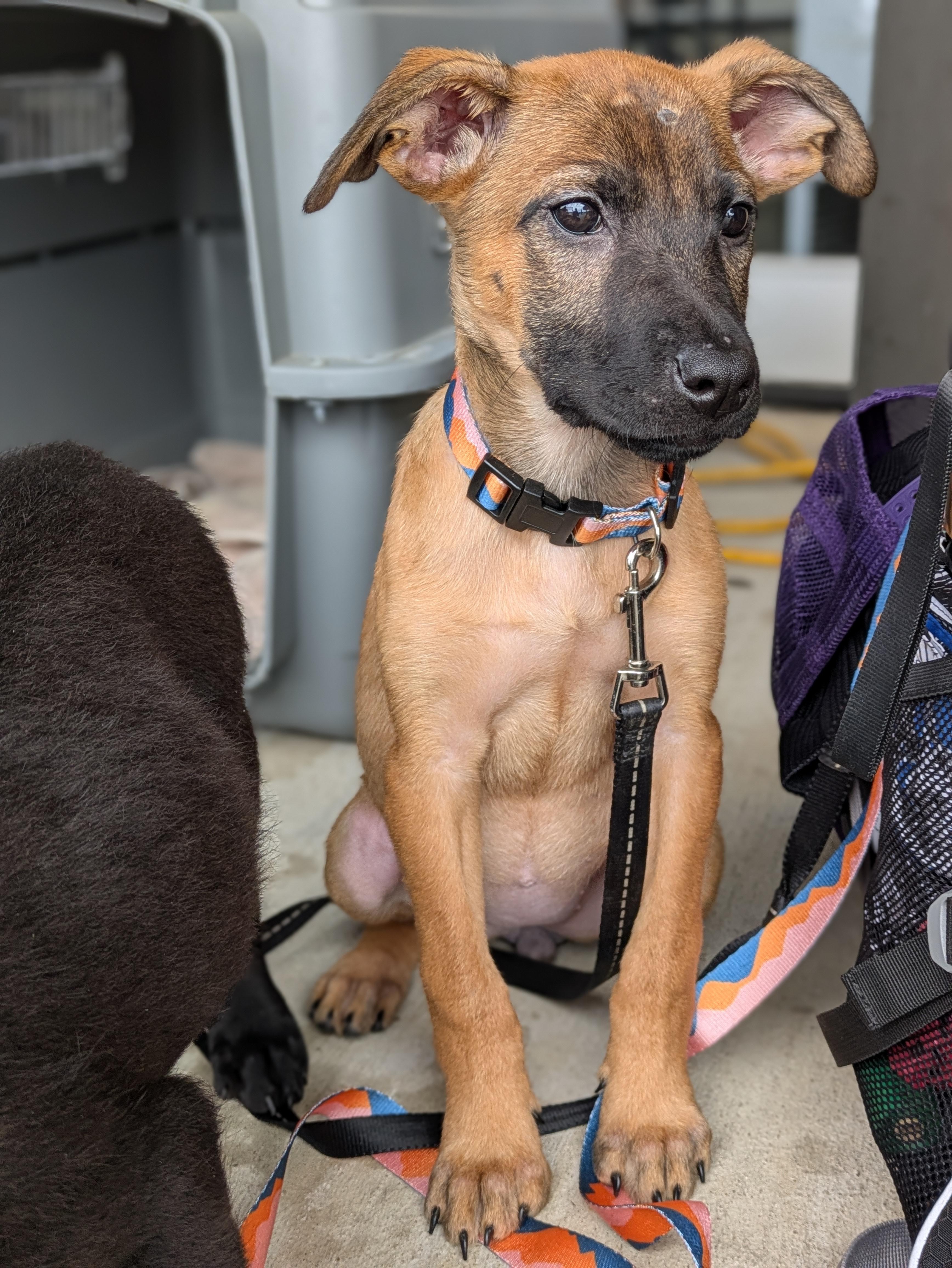 Enlarge Wynona, an adopted Mixed Breed in Huntsville, AL image 2/4