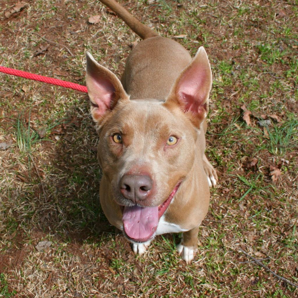 Hazel, a Adoptable American Staffordshire Terrier in Dawsonville, GA image 6/6