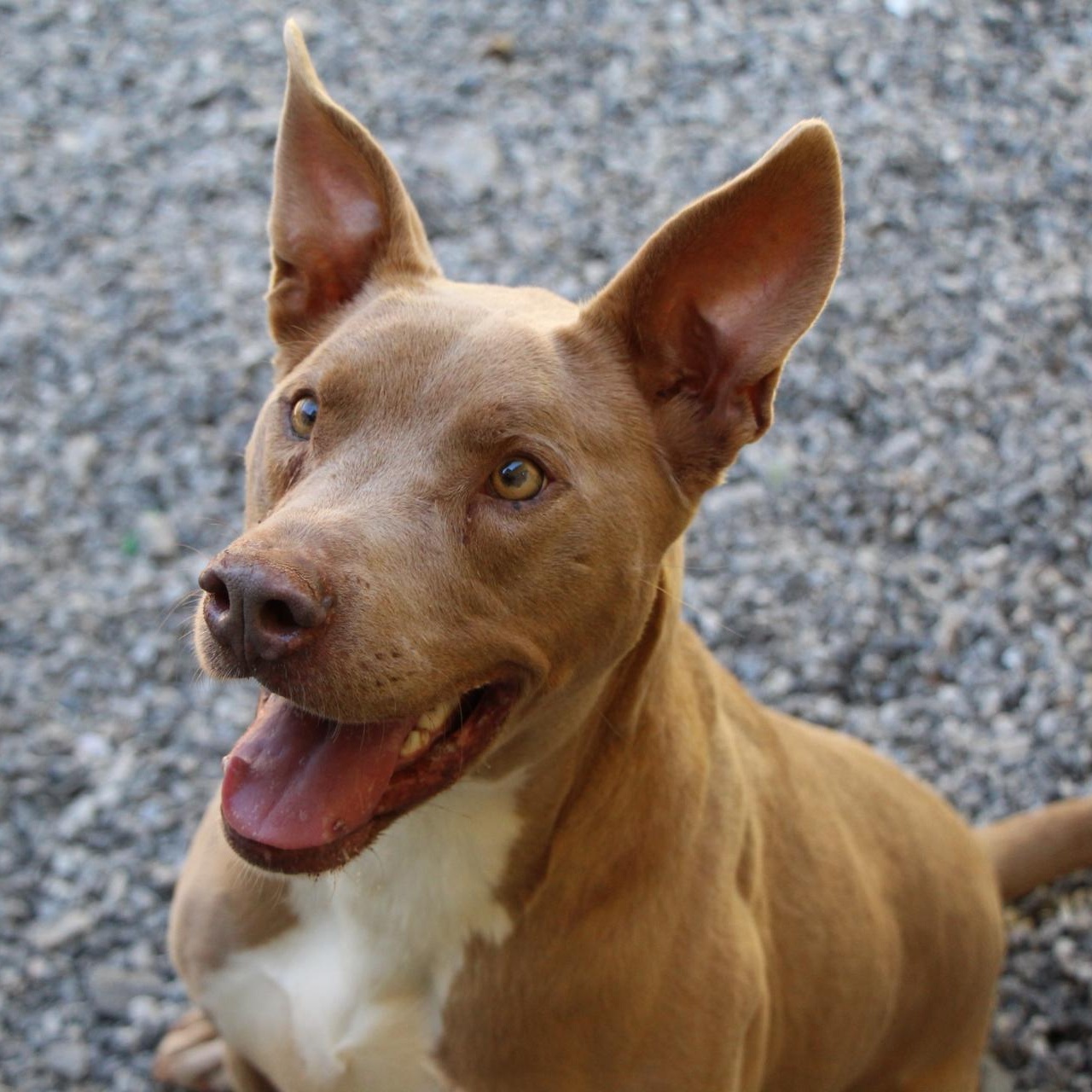 Hazel, a Adoptable American Staffordshire Terrier in Dawsonville, GA image 1/6