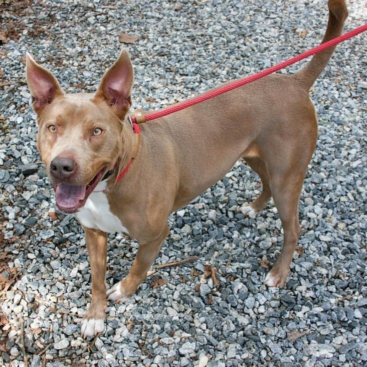 Hazel, a Adoptable American Staffordshire Terrier in Dawsonville, GA image 3/6