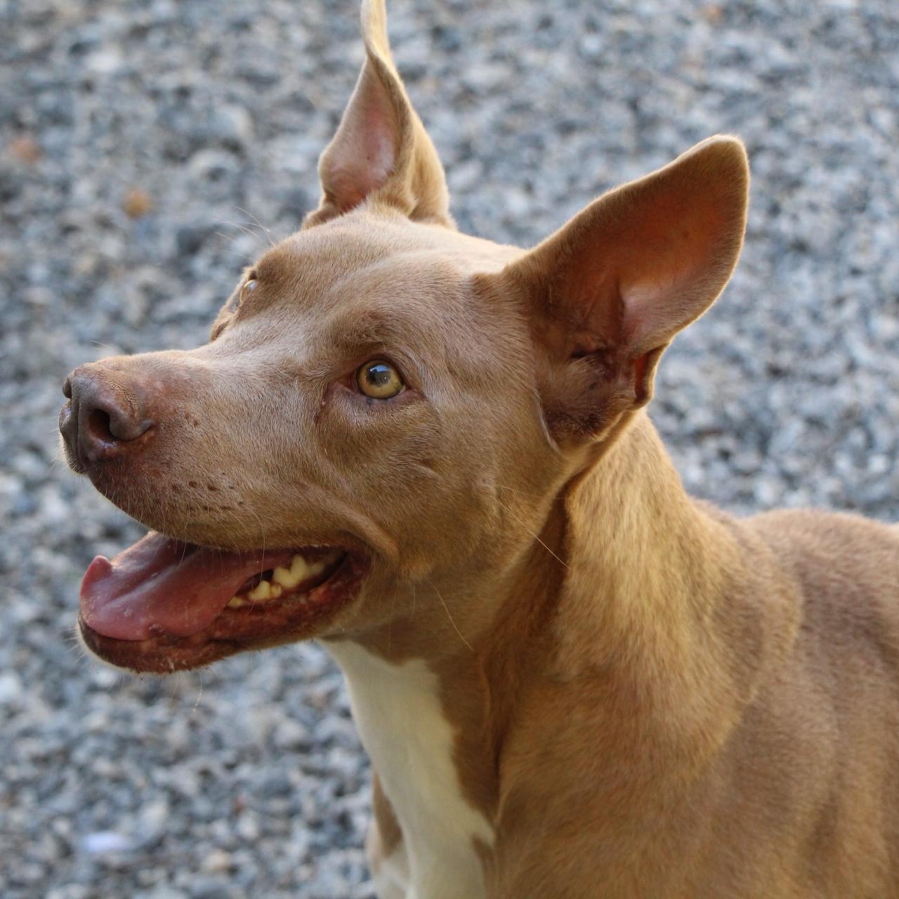 Hazel, a Adoptable American Staffordshire Terrier in Dawsonville, GA image 4/6