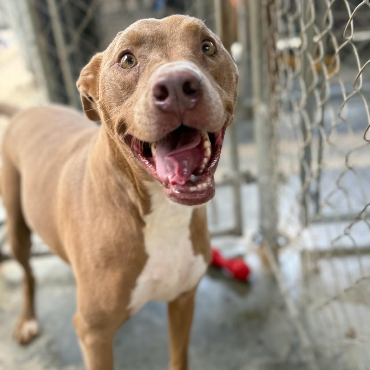 Hazel, a Adoptable American Staffordshire Terrier in Dawsonville, GA image 2/6