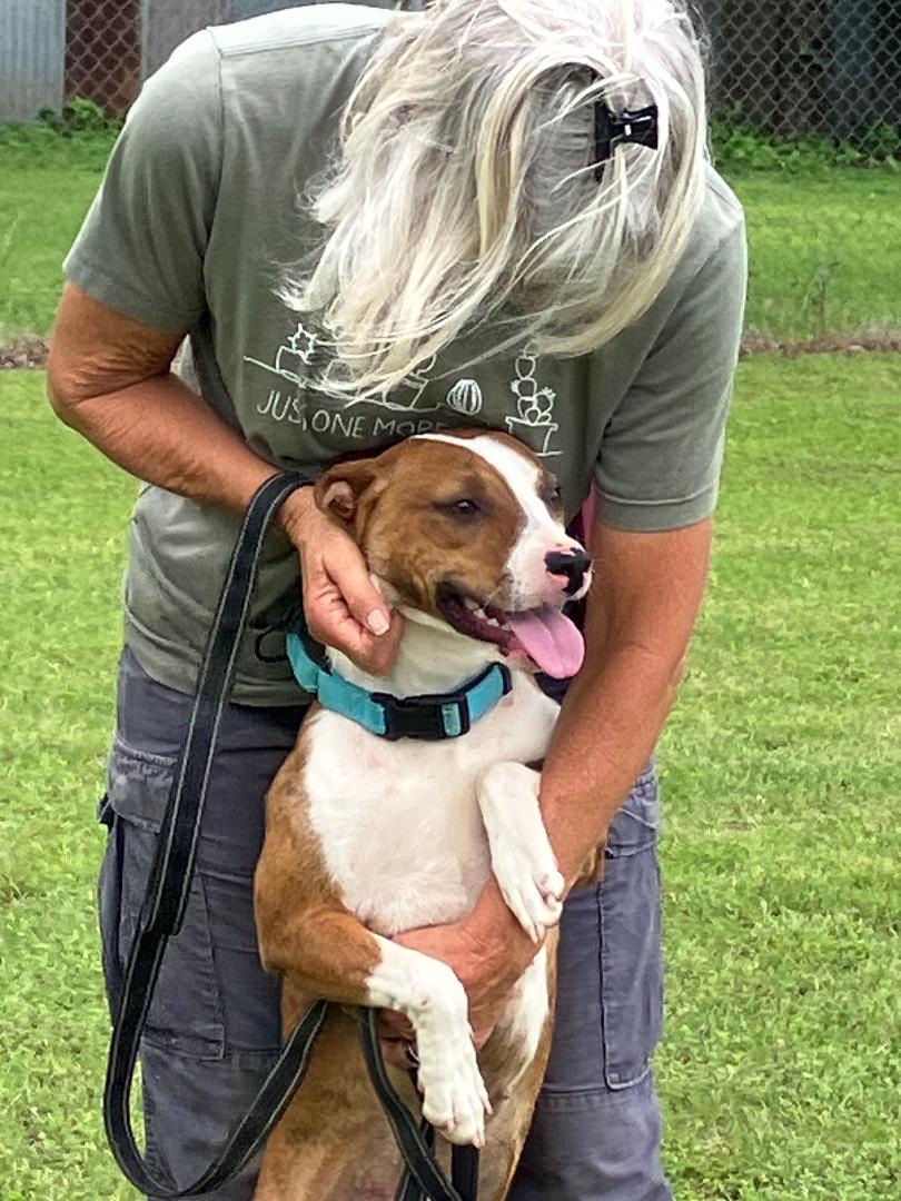 SOPHIA - One of a Kind, an adopted mixed breed in South Hadley, MA image 1/6