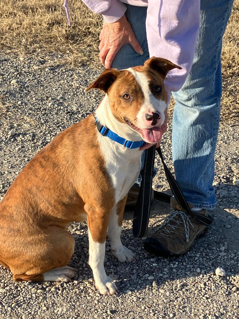 SOPHIA - One of a Kind, an adopted mixed breed in South Hadley, MA image 2/6