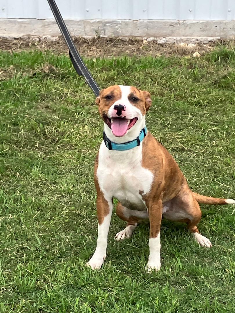 SOPHIA - One of a Kind, an adopted mixed breed in South Hadley, MA image 4/6