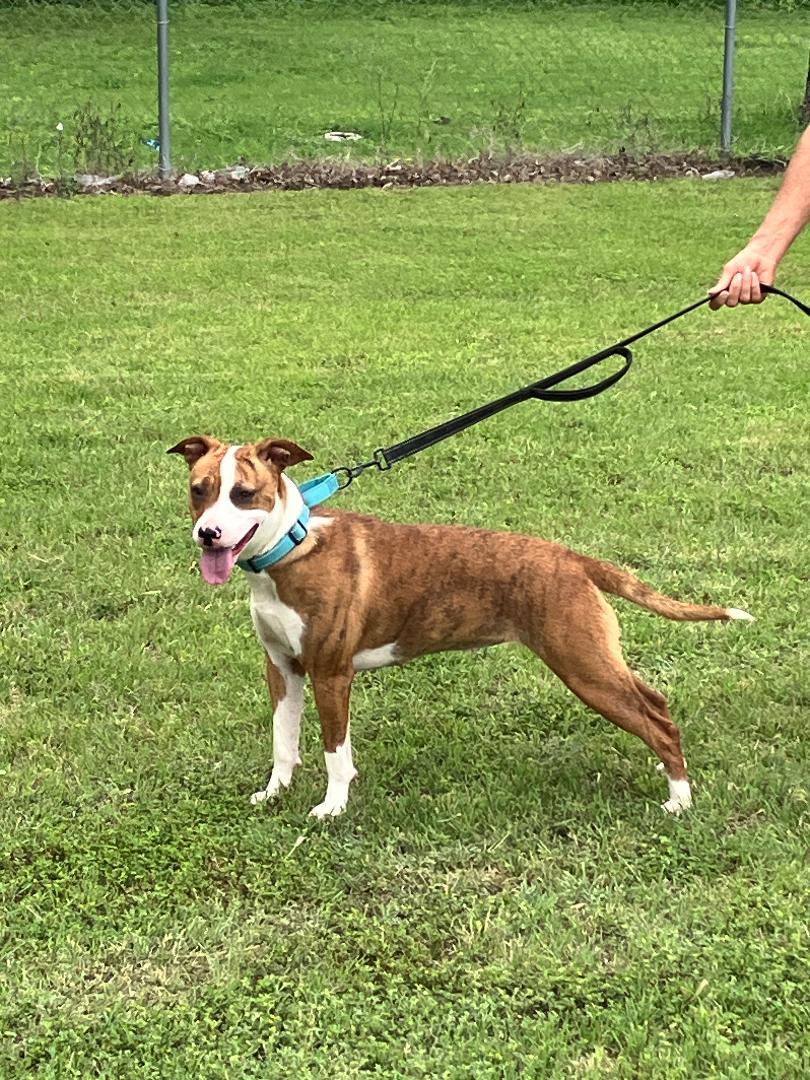 SOPHIA - One of a Kind, an adopted mixed breed in South Hadley, MA image 5/6