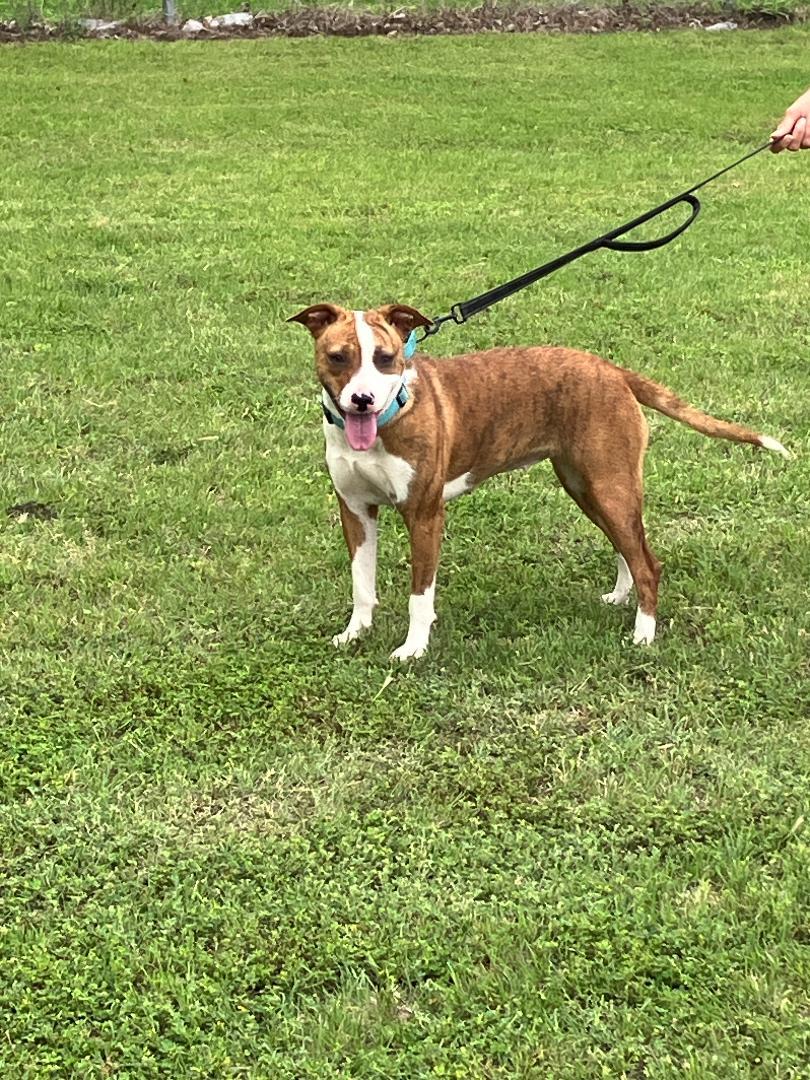 SOPHIA - One of a Kind, an adopted mixed breed in South Hadley, MA image 3/6