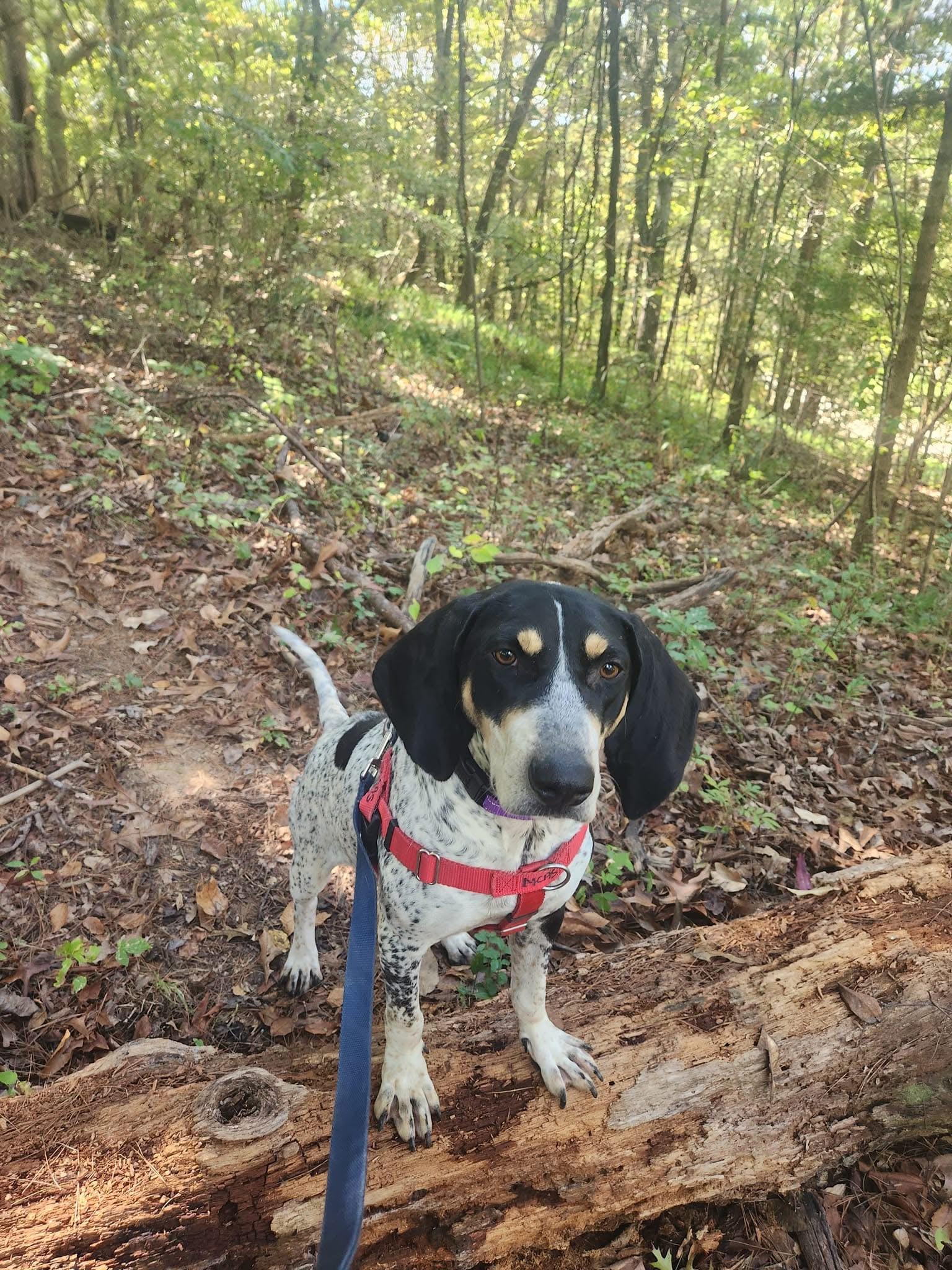 Dolly Parton thumbnail 4