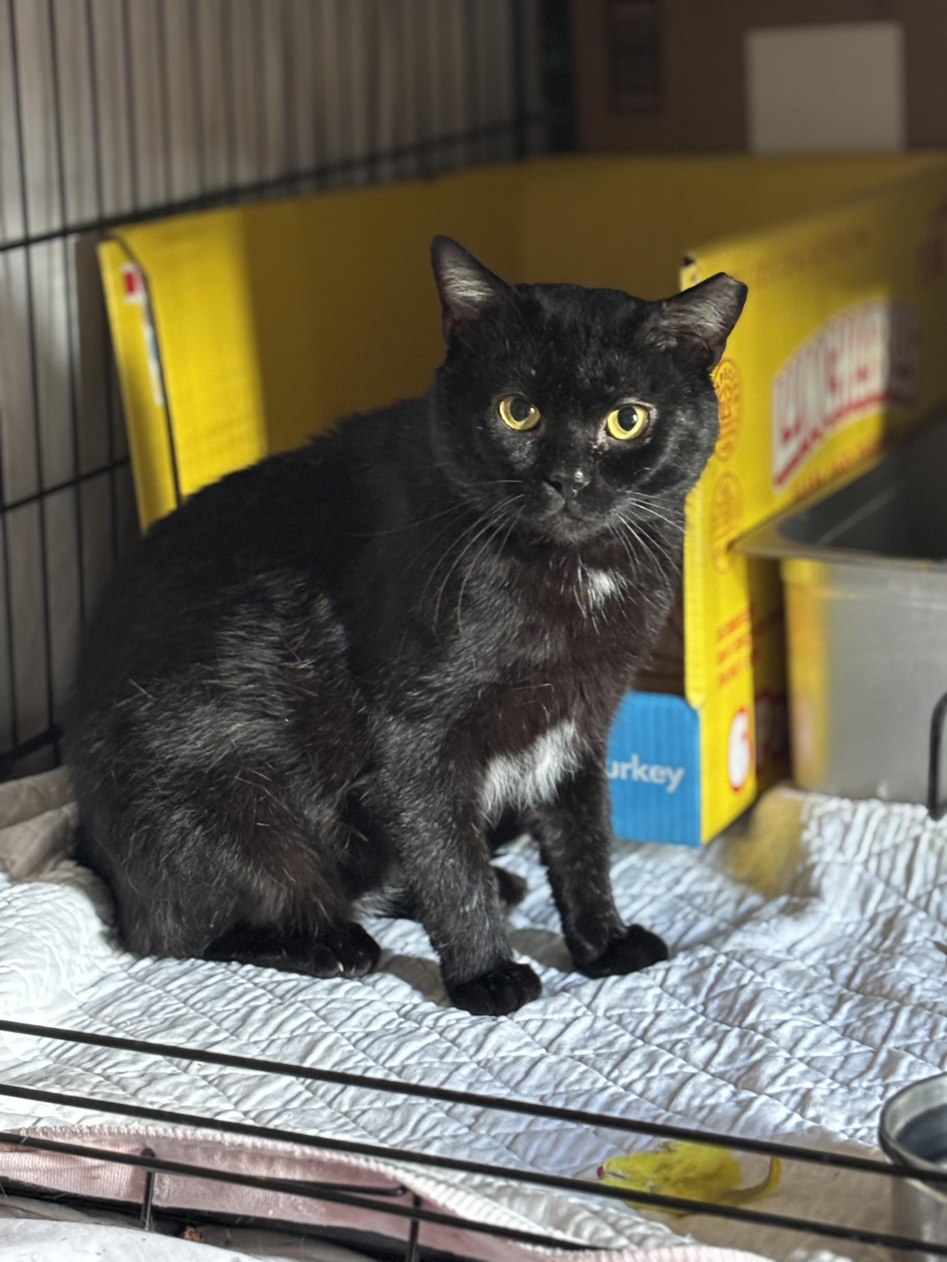SMEAGOL, Adult Male Domestic Short Hair