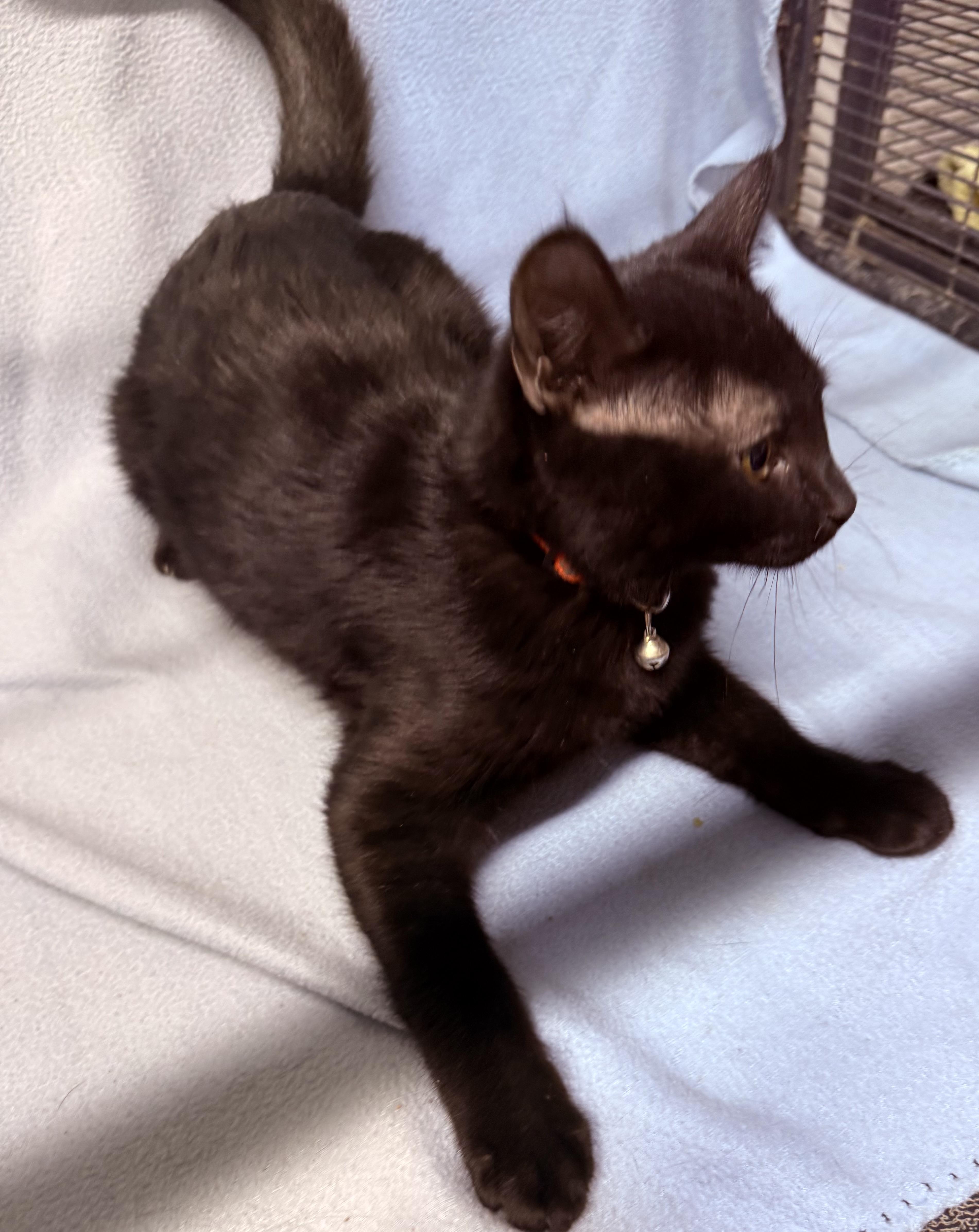 Morningstar, ADOPTABLE, Young Male Domestic Short Hair.
