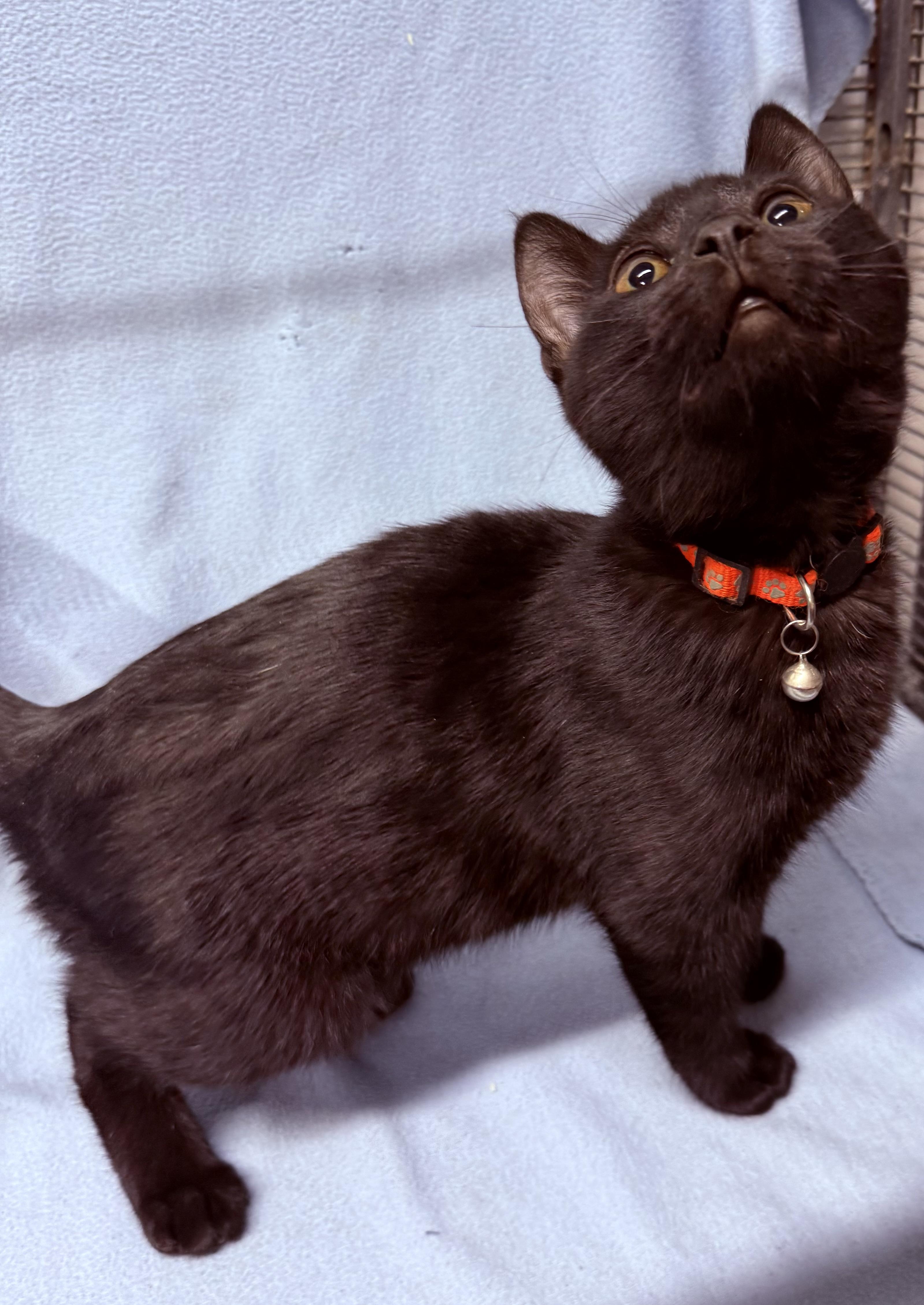 Enlarge Morningstar, a ADOPTABLE Domestic Short Hair in Independence, IA image 2/2