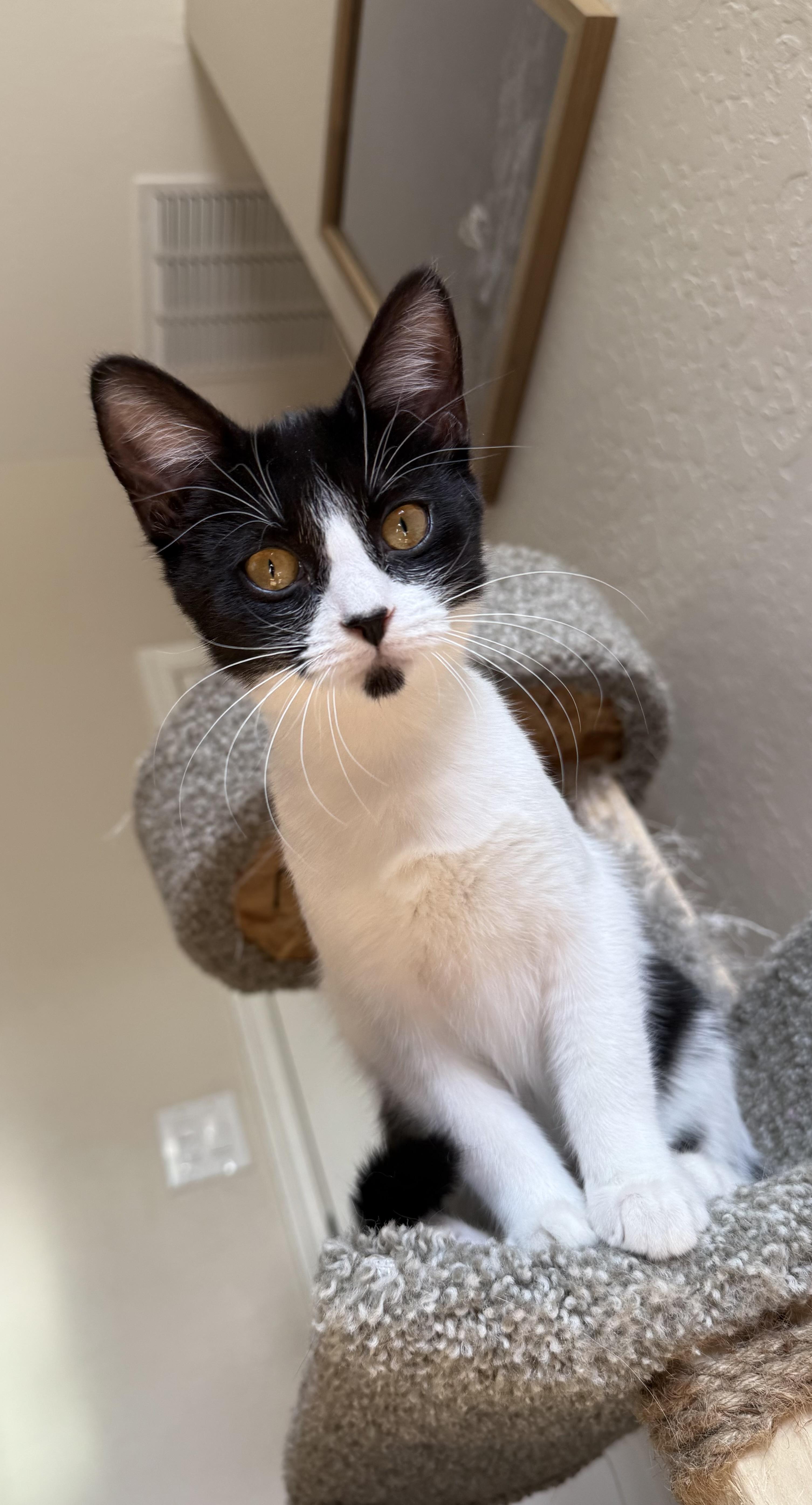 Enlarge Ivy, a ADOPTABLE Domestic Short Hair in queen creek, AZ image 3/3