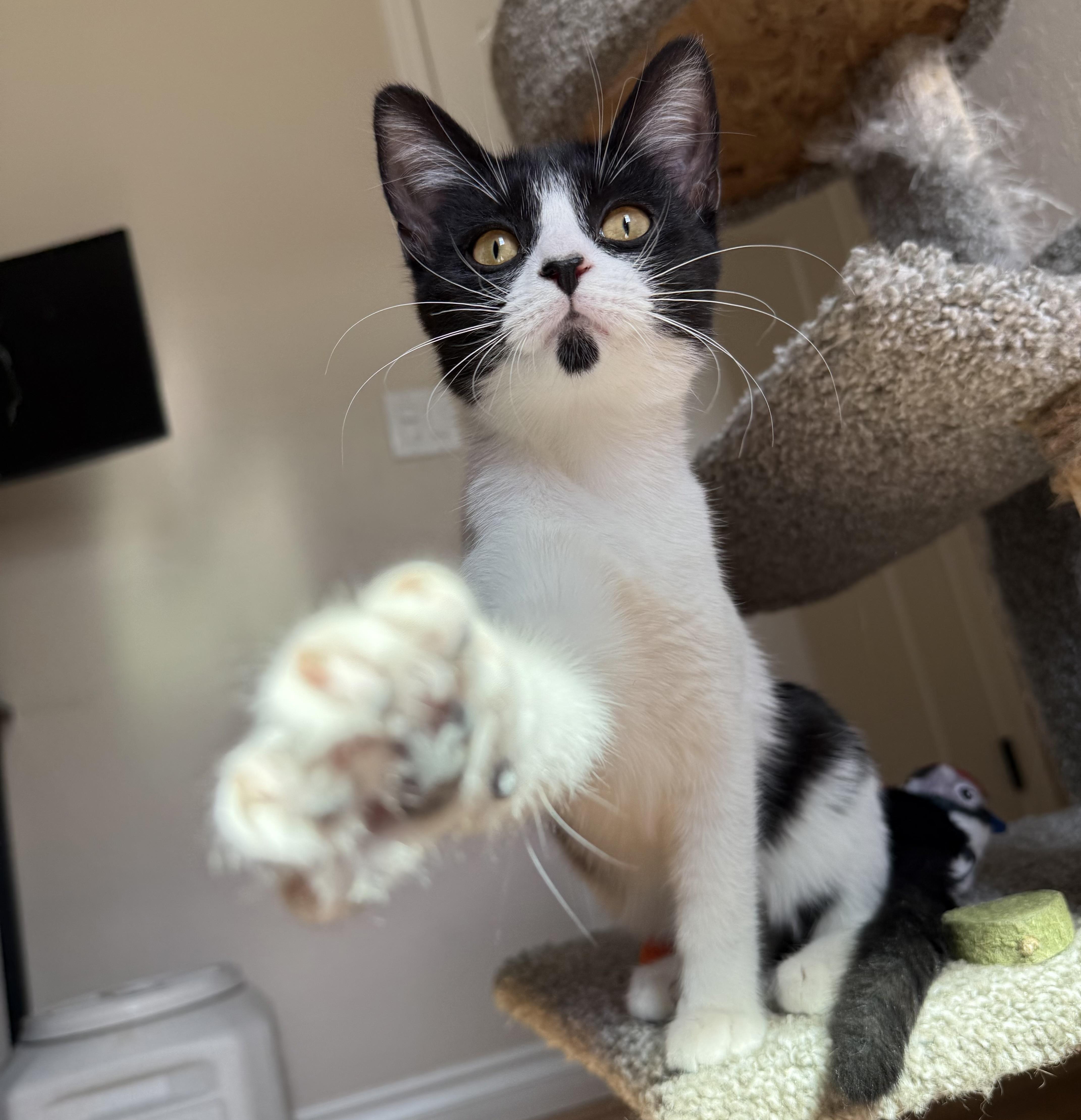 Ivy, ADOPTABLE, Kitten Female Domestic Short Hair.