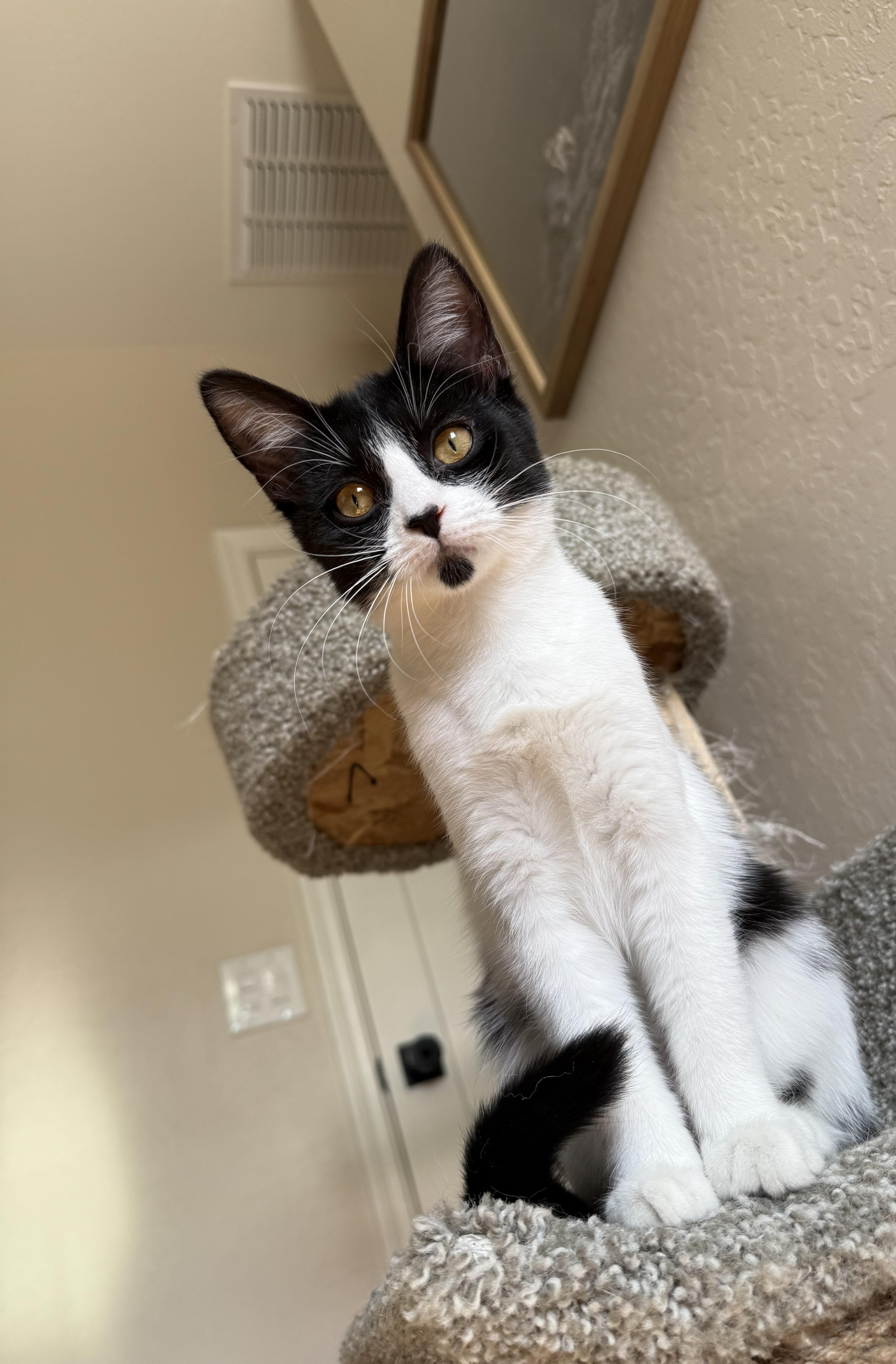 Enlarge Ivy, a ADOPTABLE Domestic Short Hair in queen creek, AZ image 2/3