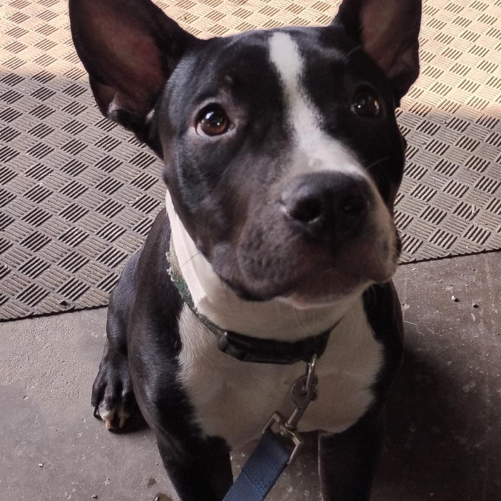 Rosie, a Adoptable American Staffordshire Terrier in Fort Smith, AR image 1/2