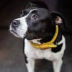 Rosie, a Adoptable American Staffordshire Terrier in Fort Smith, AR image 2/2