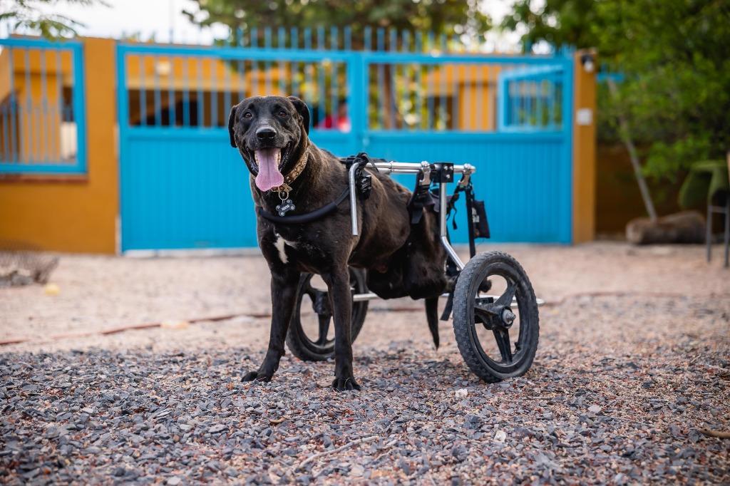 Pedro, a Adoptable Labrador Retriever in Anacortes, WA image 1/6