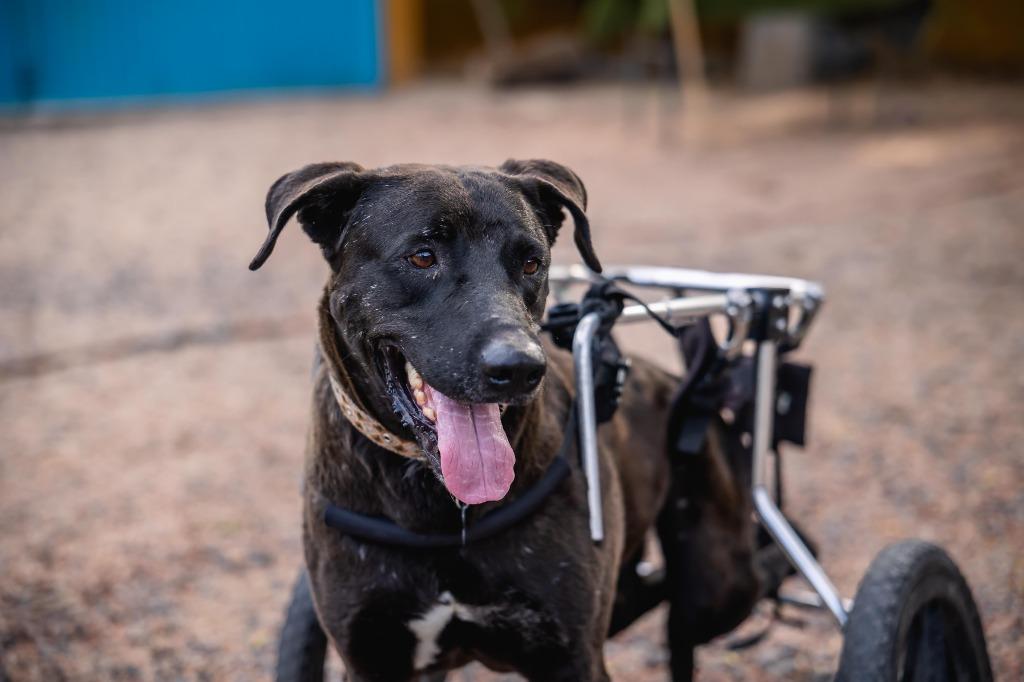 Pedro, a Adoptable Labrador Retriever in Anacortes, WA image 2/6