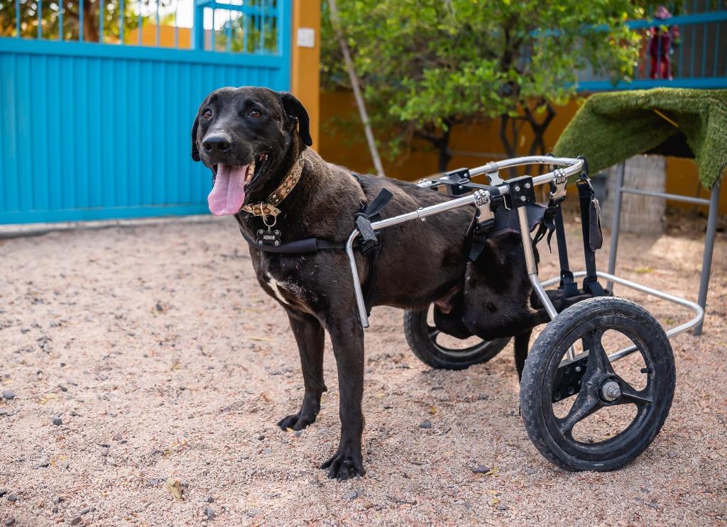 Pedro, a Adoptable Labrador Retriever in Anacortes, WA image 3/6