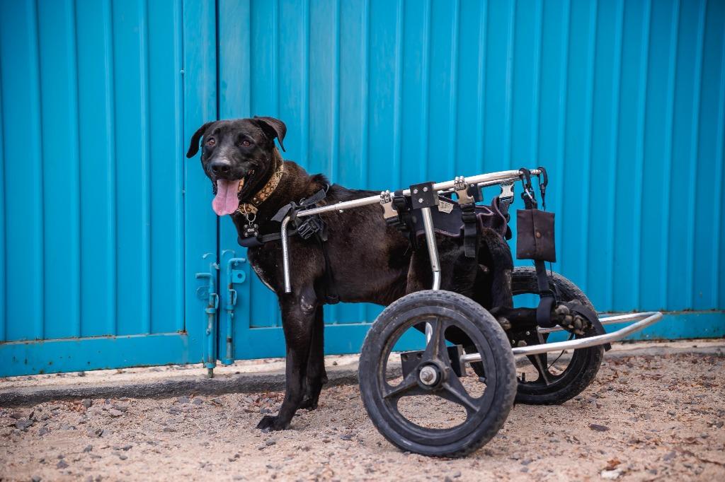 Pedro, a Adoptable Labrador Retriever in Anacortes, WA image 4/6