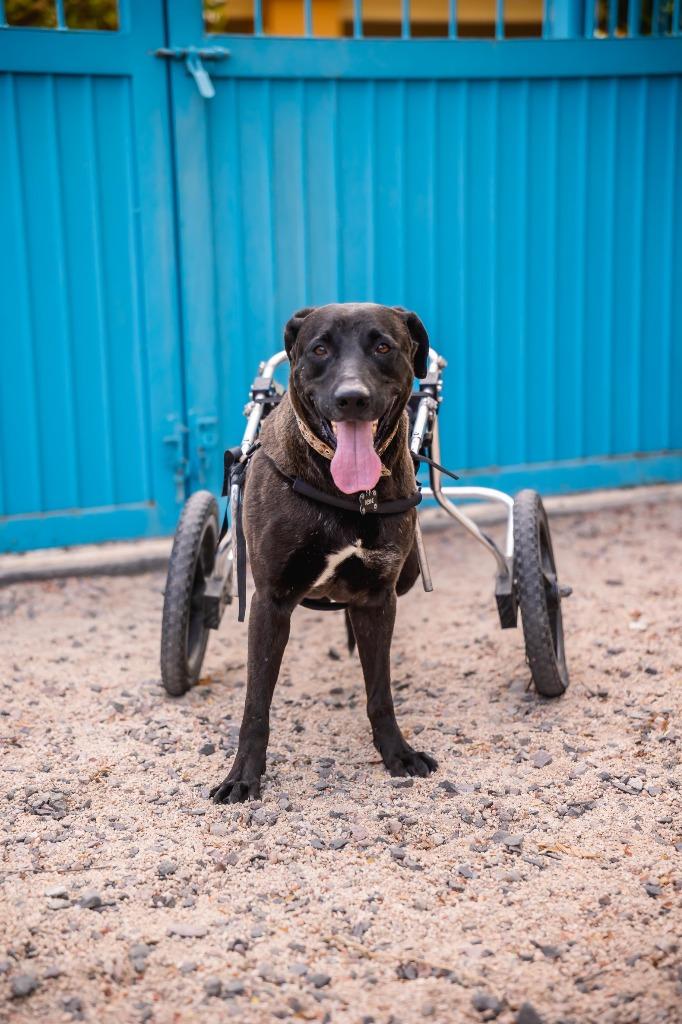 Pedro, a Adoptable Labrador Retriever in Anacortes, WA image 5/6