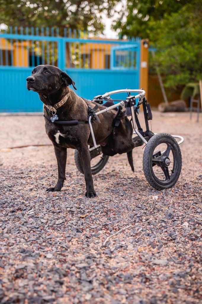 Pedro, a Adoptable Labrador Retriever in Anacortes, WA image 6/6