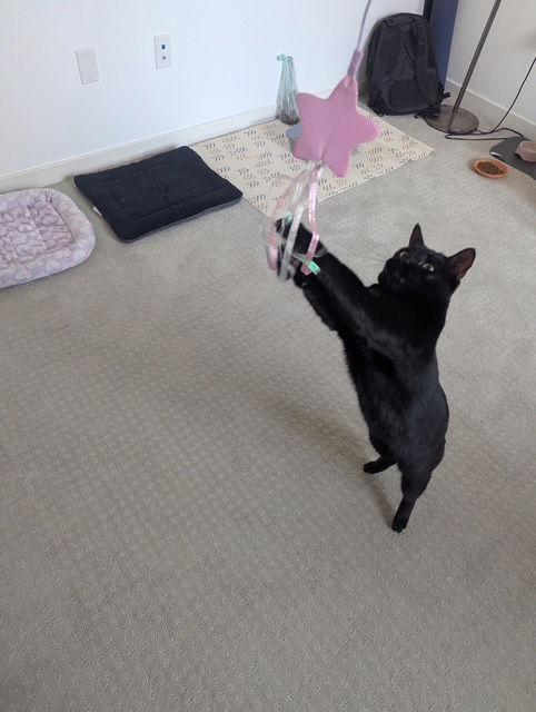 Hound, Adoptable, Adult Male Domestic Short Hair.