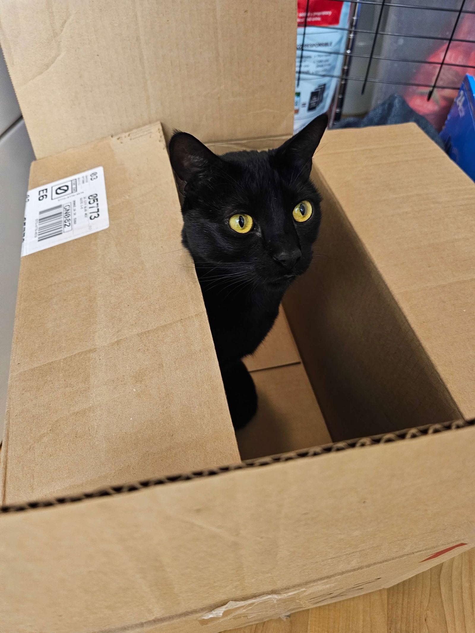 Enlarge Hound, a Adoptable Domestic Short Hair in Mission Viejo, CA image 2/3