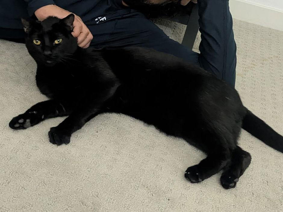 Enlarge Hound, a Adoptable Domestic Short Hair in Mission Viejo, CA image 3/3