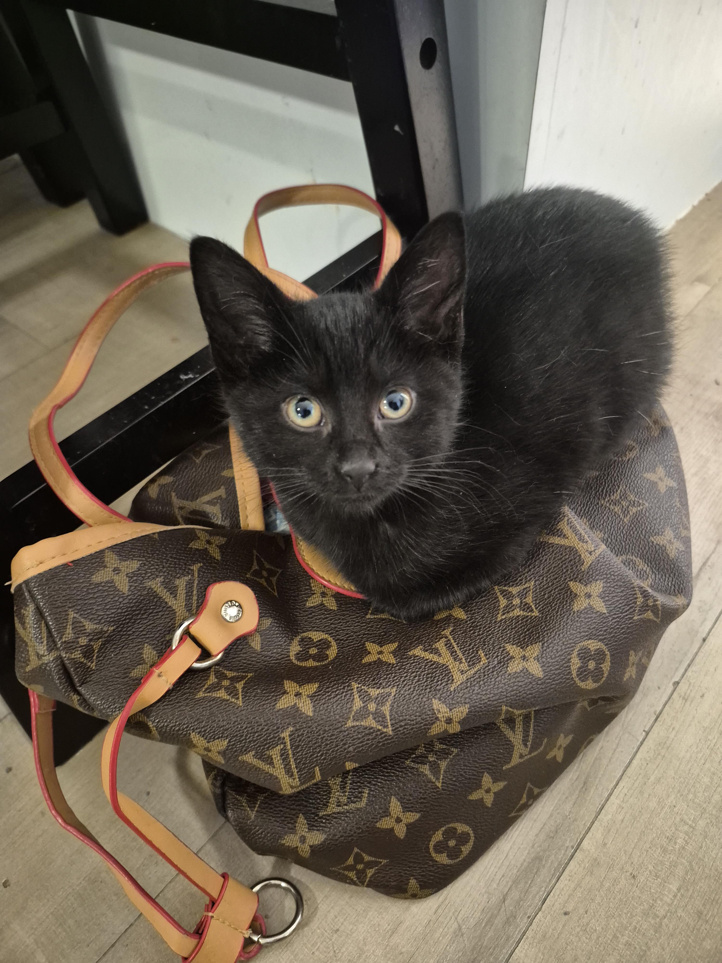 Enlarge Lola, a Adoptable Domestic Short Hair in Winnipeg, MB image 3/6