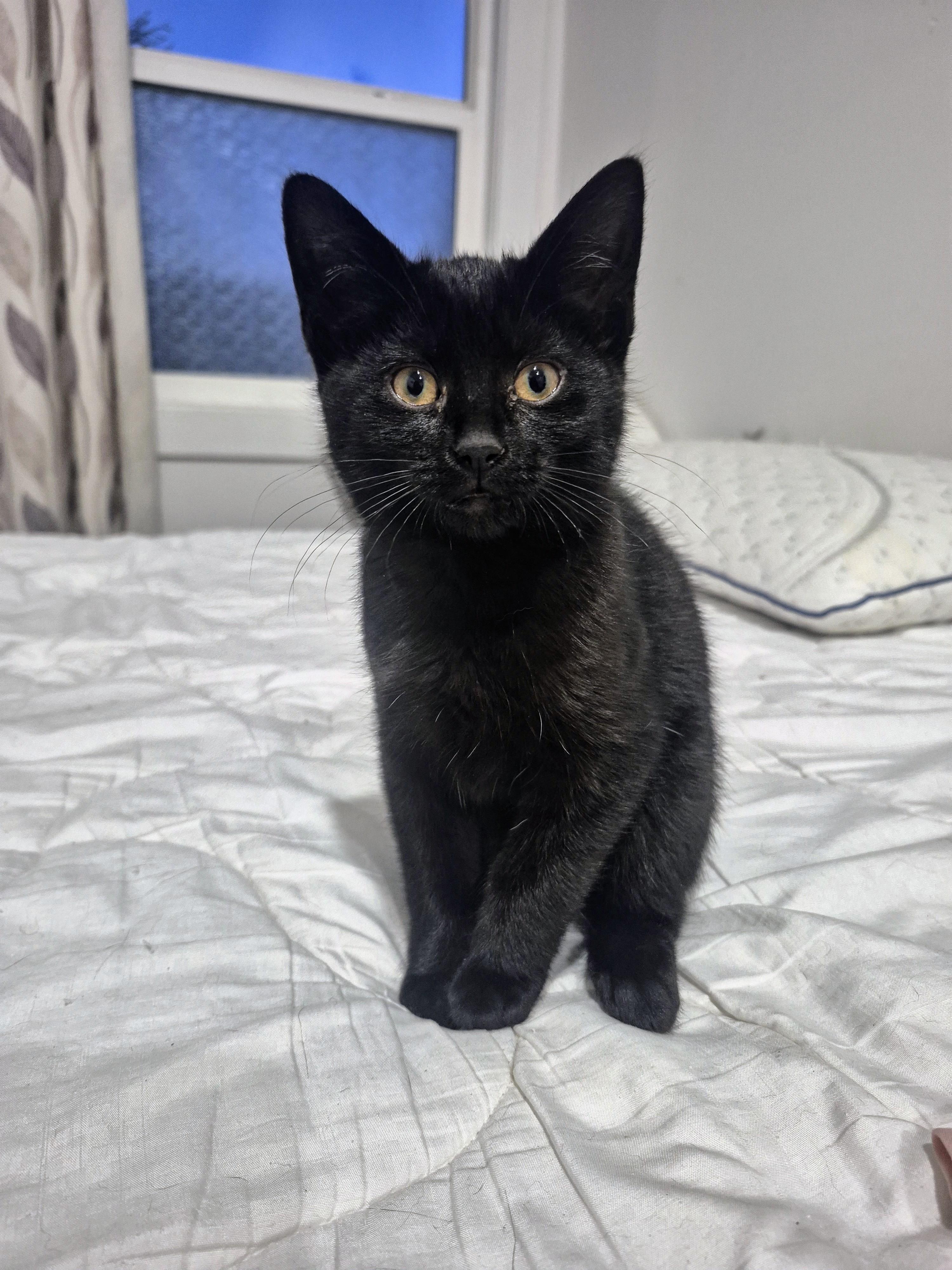 Lola, Adoptable, Kitten Female Domestic Short Hair.