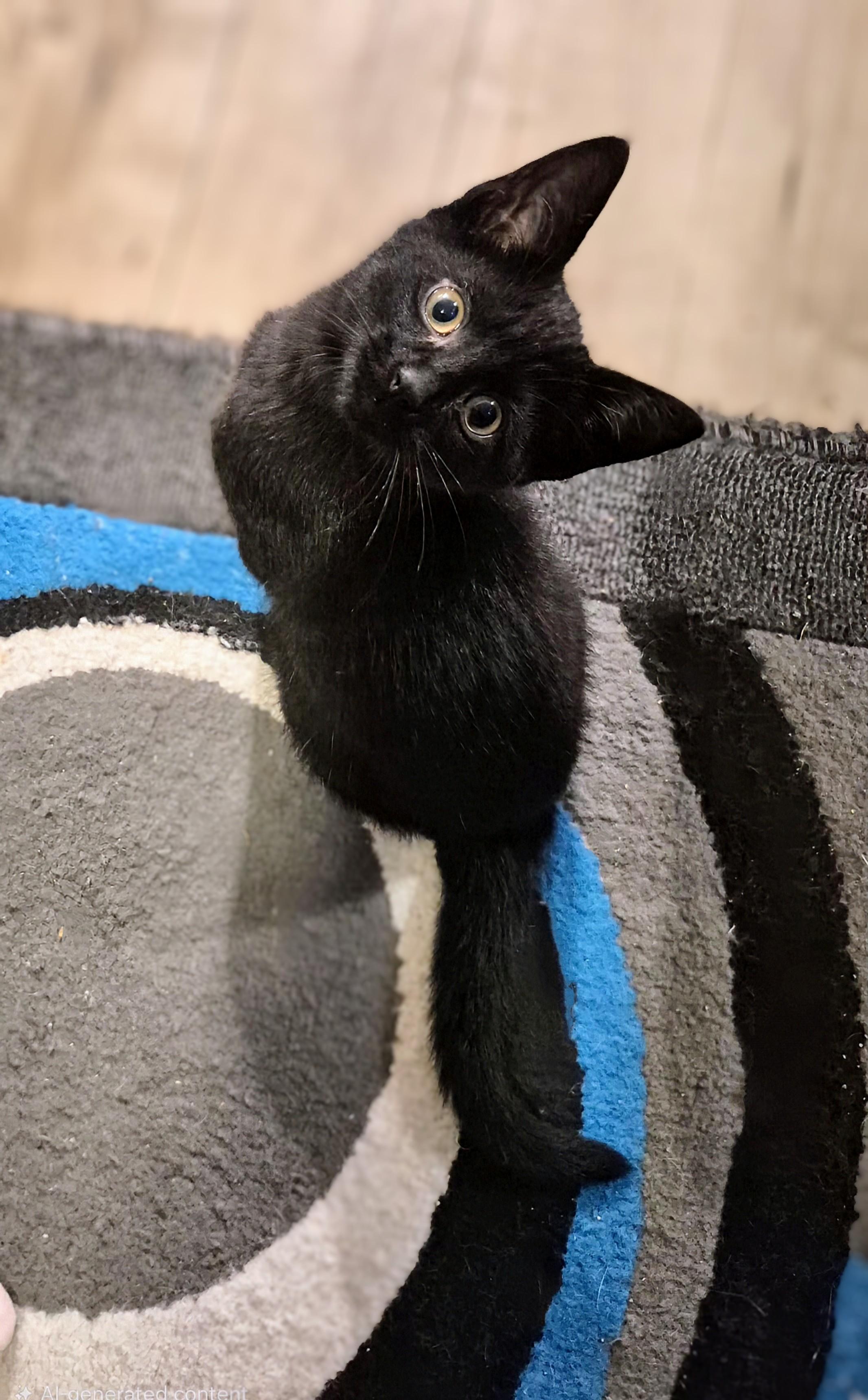 Lola, a Adoptable Domestic Short Hair in Winnipeg, MB image 5/6